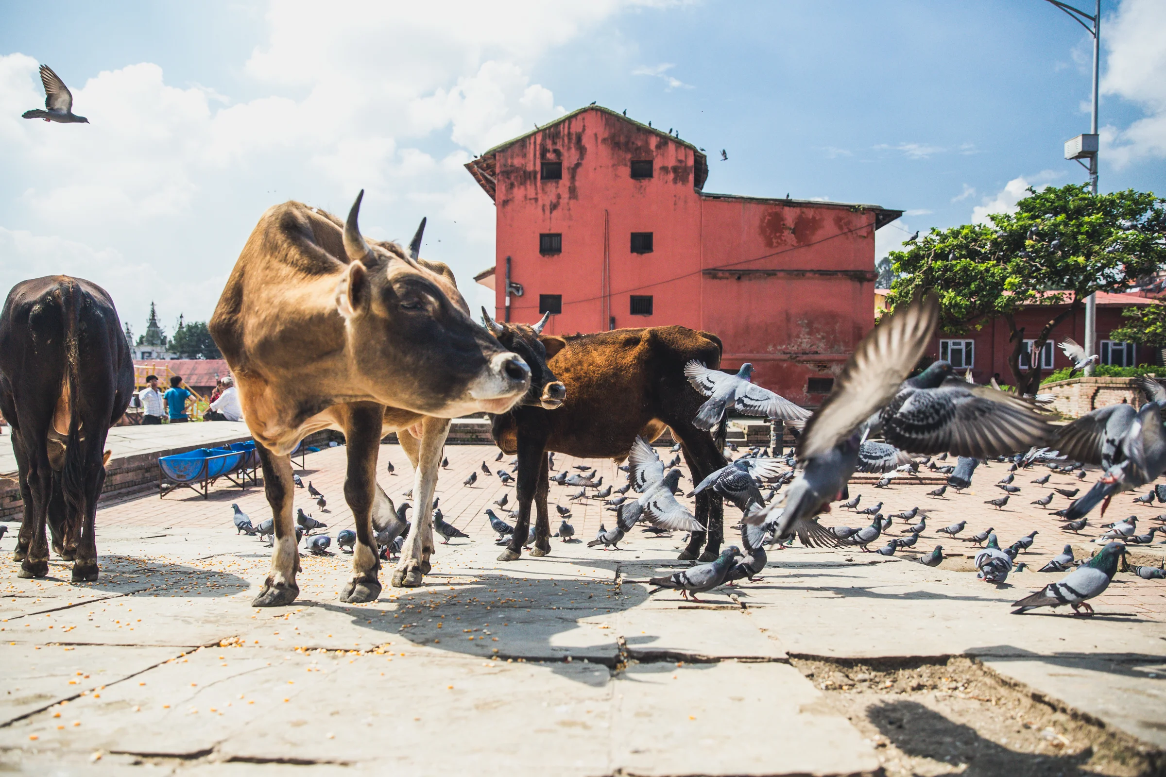 Revered beasts near Pashupatinath Temple, a sacred Hindu cremation Temple located at the banks of the Basmati river north-east of Kathmandu Valley. 24mm f3.2 1/4000 ISO1000