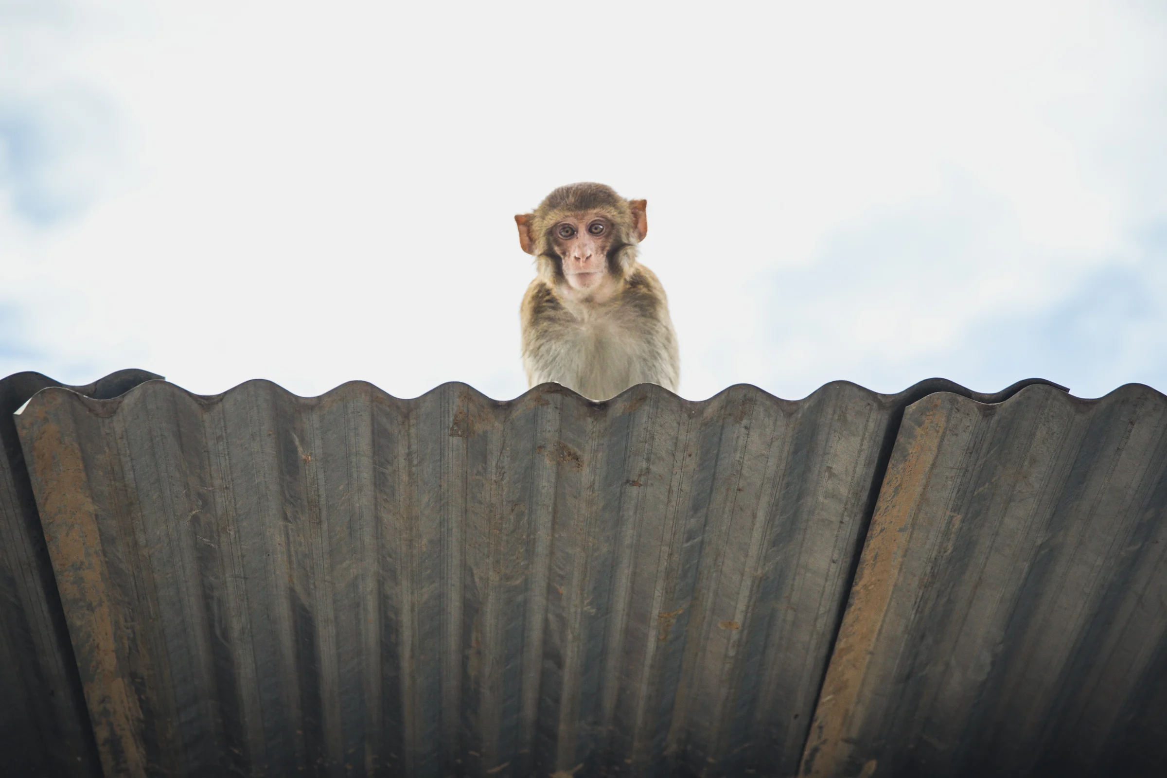Hi! 65mm f3.5 1/400 ISO640