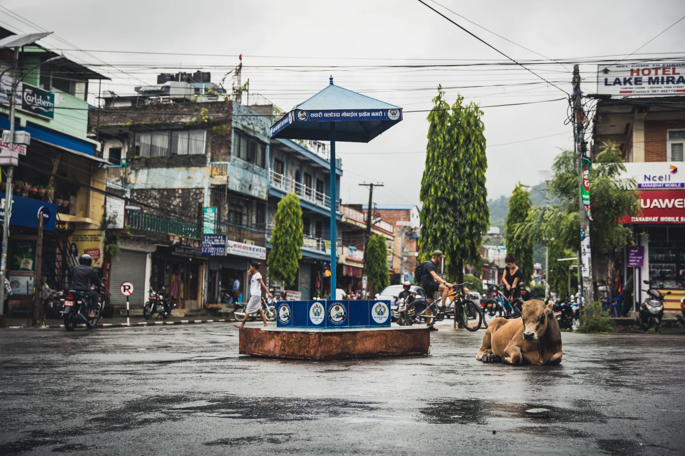 Although Hindus follow no single set of rules, reverence for cows is common throughout most of Nepal. Even when they stop traffic... 42mm f3.2 1/250 ISO100