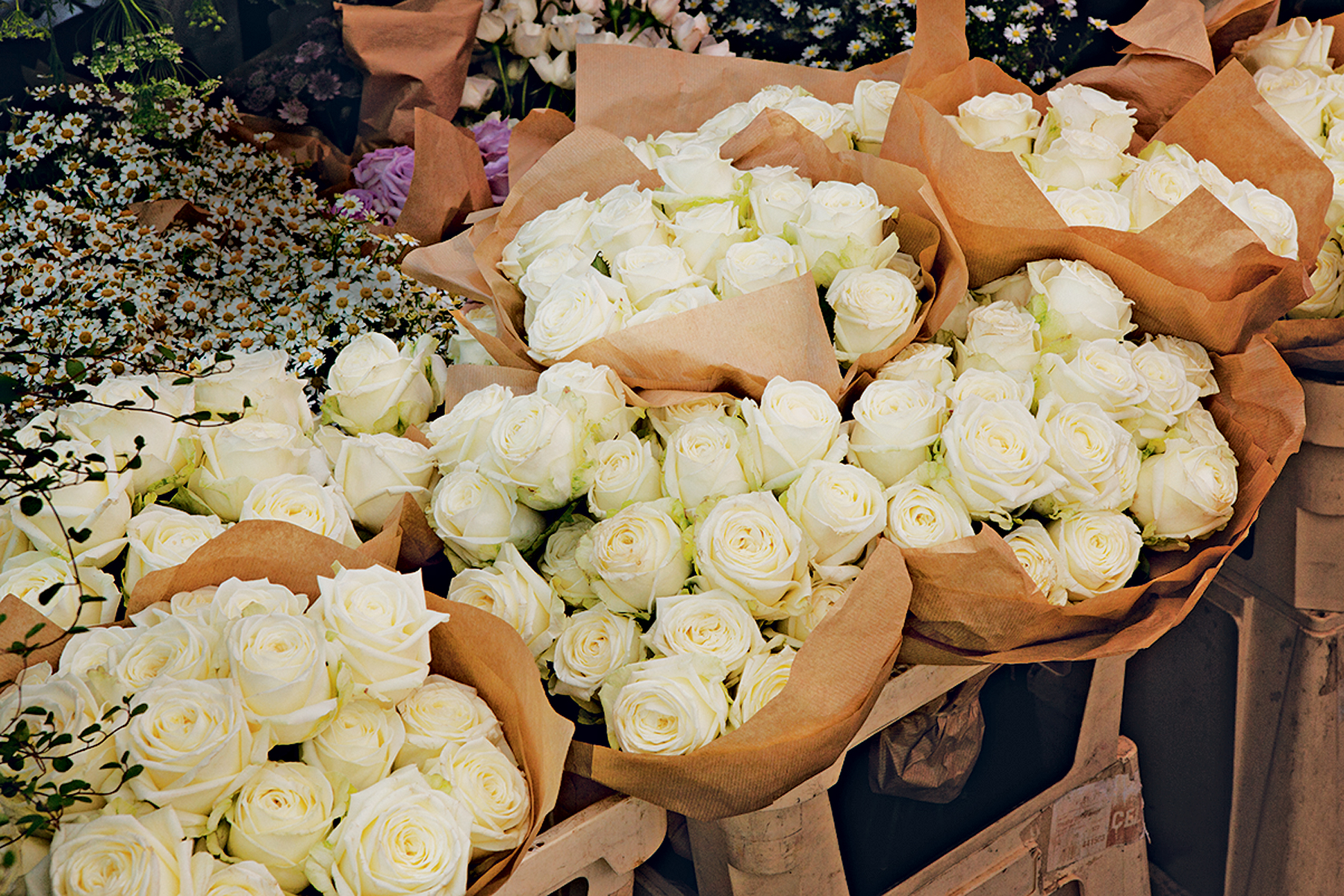 White Roses.