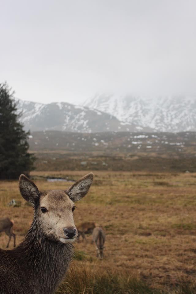 Wild Deer - Glen Coe, Scotland 2015