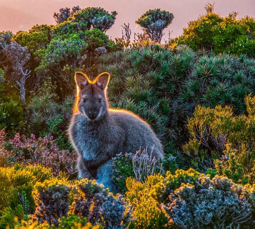 Golden Wallaby, Mt Wellington, Tasmania