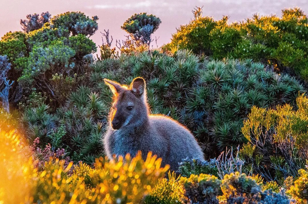 Morning Glow, Mt Wellington, Tasmania