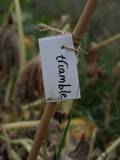 Triamble+Label.JPG