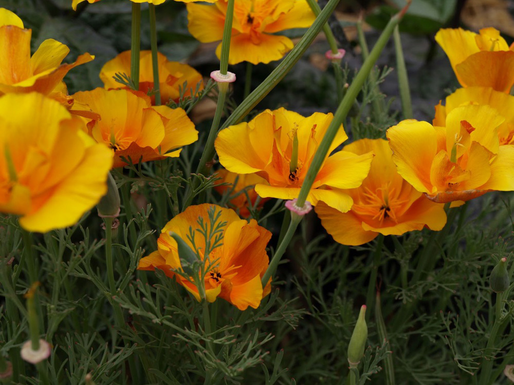 Garden_4.jpg