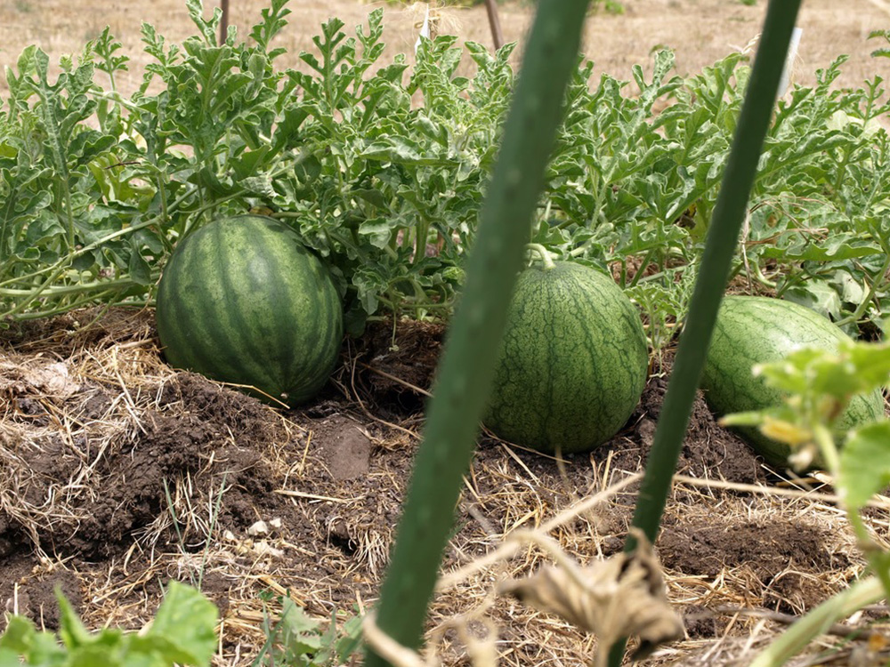Garden_1.jpg