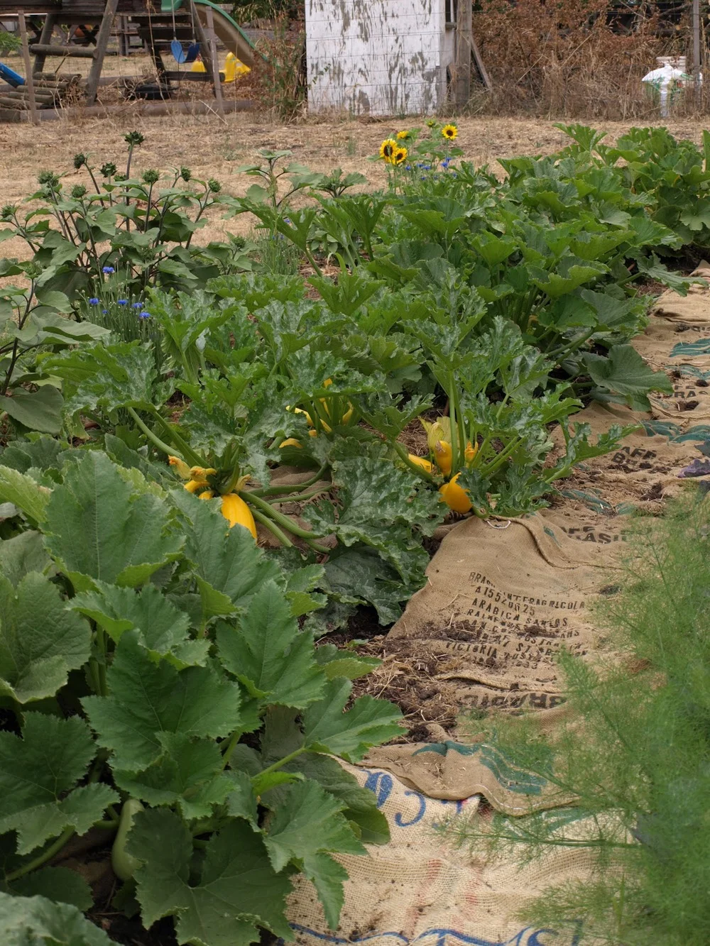 The zucchinis just four weeks later