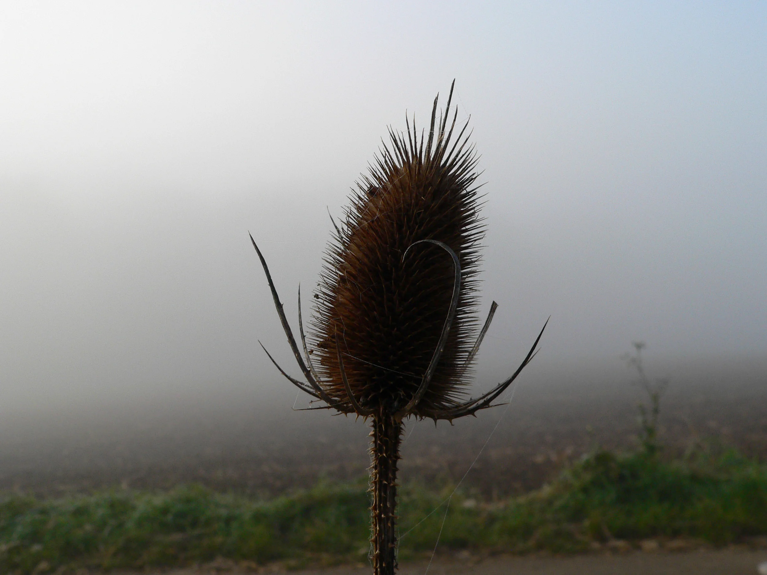 P1020054.jpg