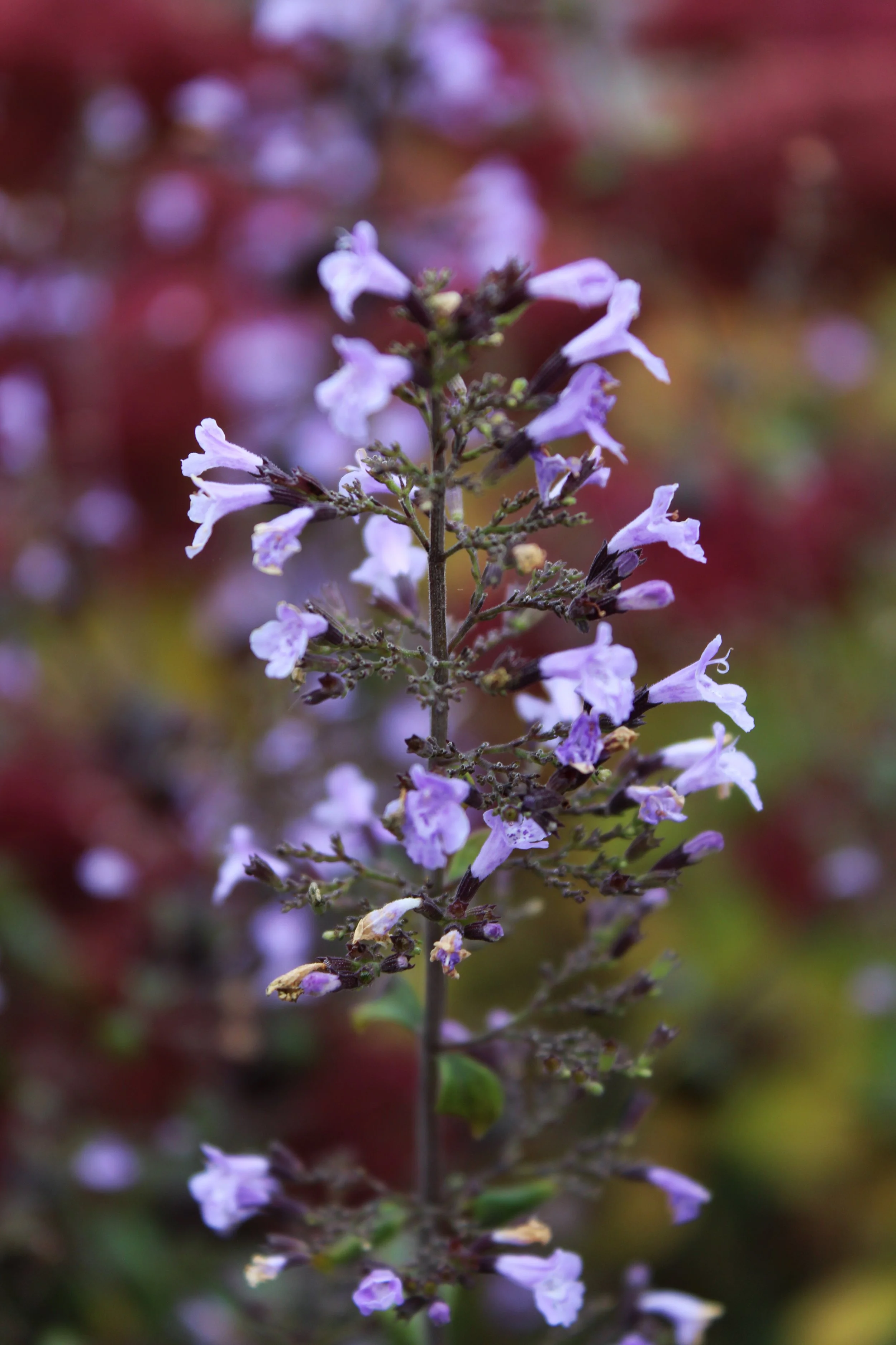 IMG_0629B Kopie 2.jpg