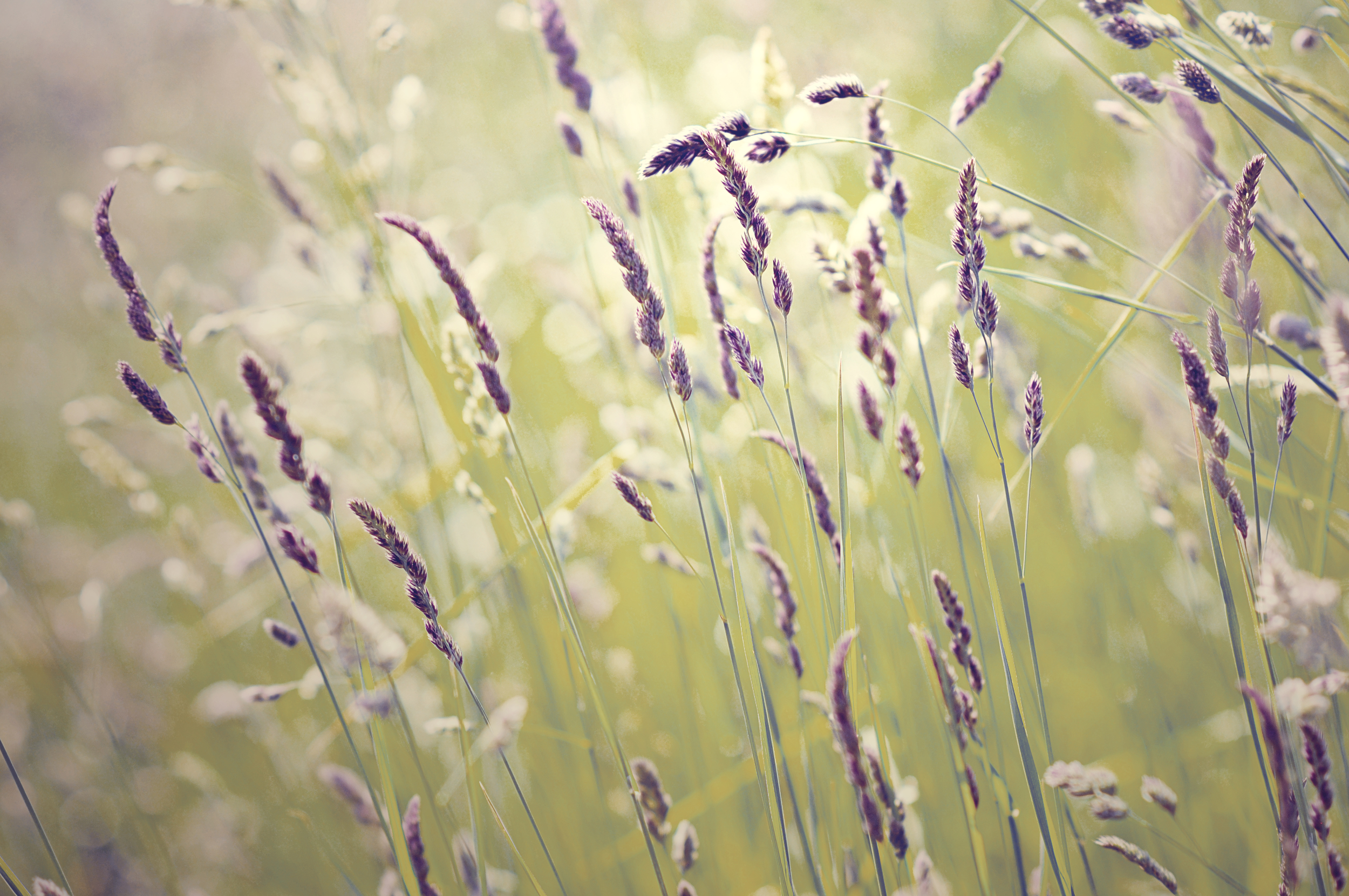 DSC_6447 grasses new.jpg