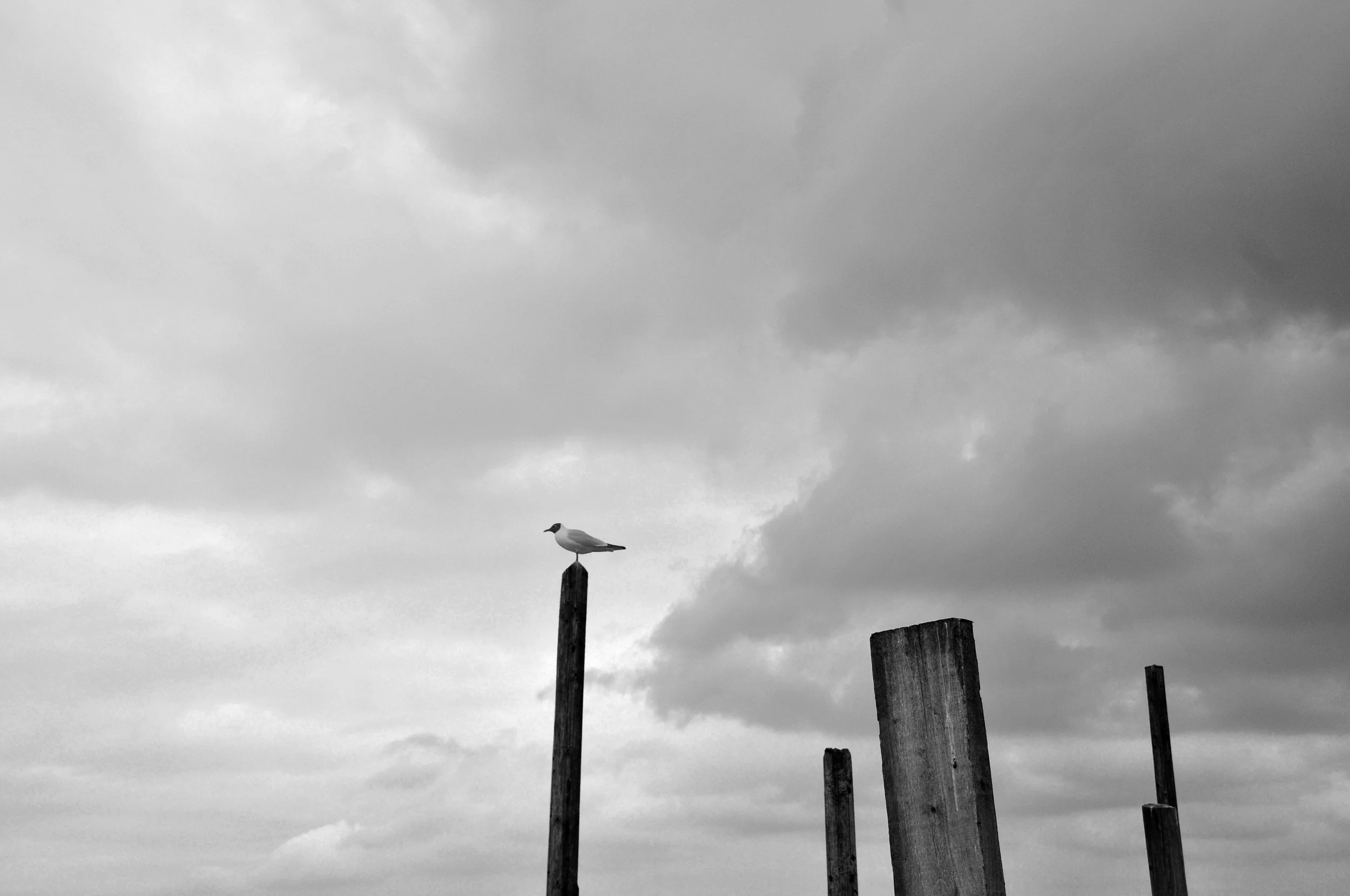 Bird on pole 3915.jpg
