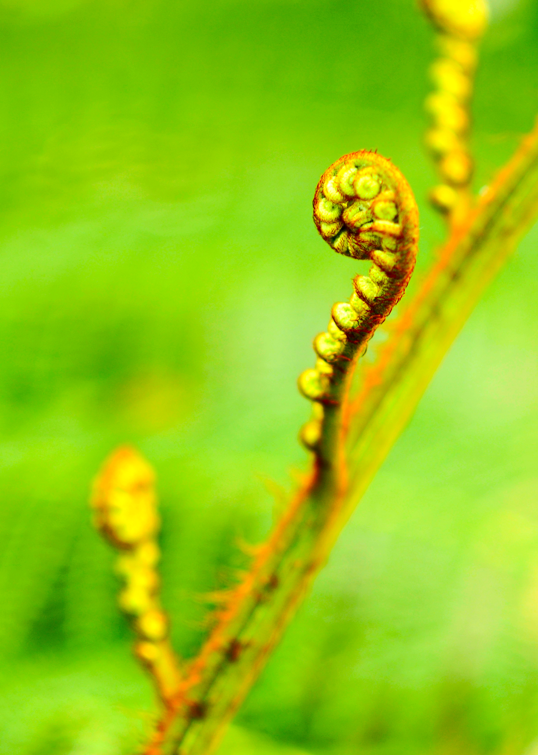 curly-plant-new-for-web-.jpg