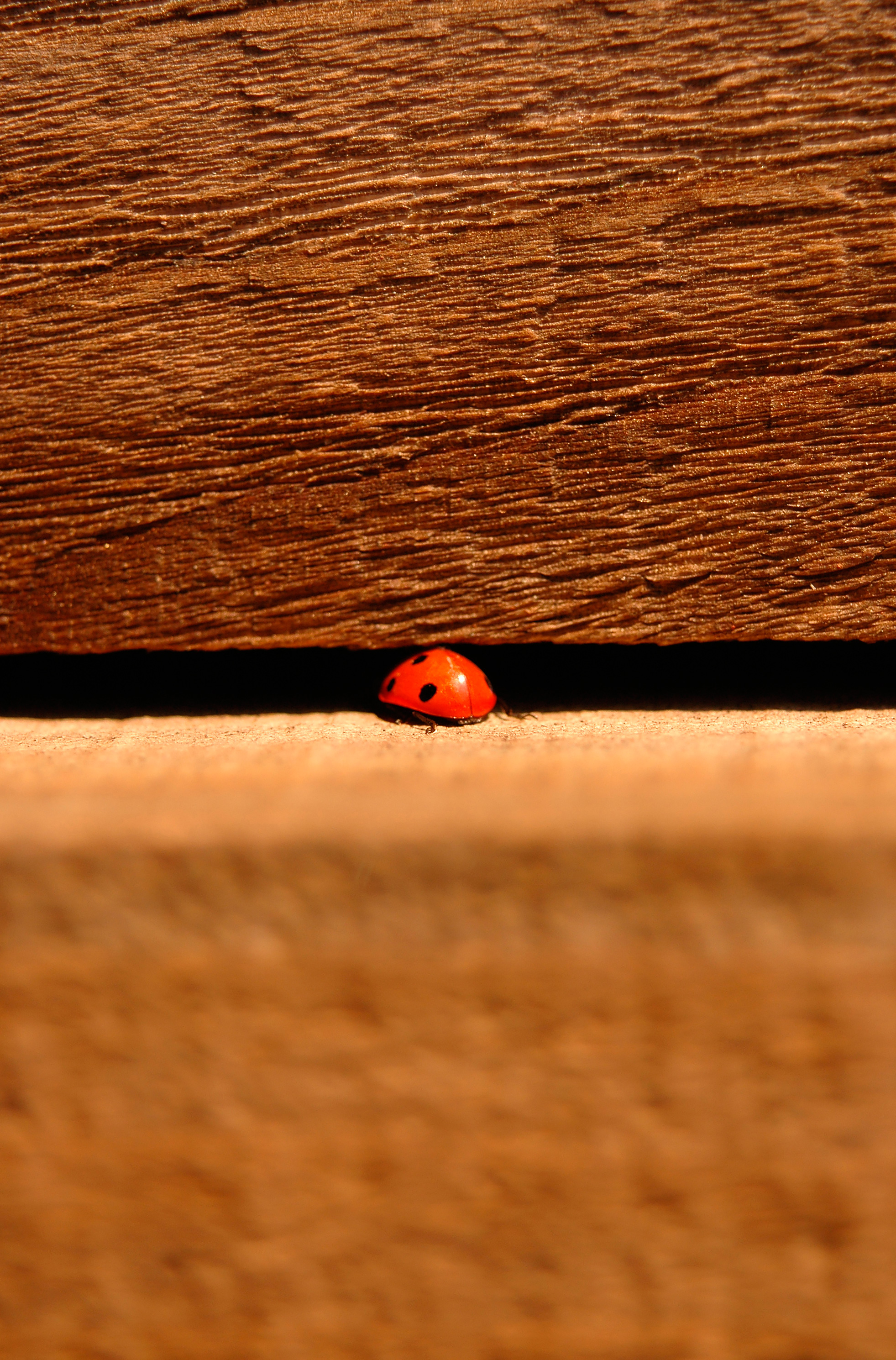 ladybird-on-wood-for-web.jpg