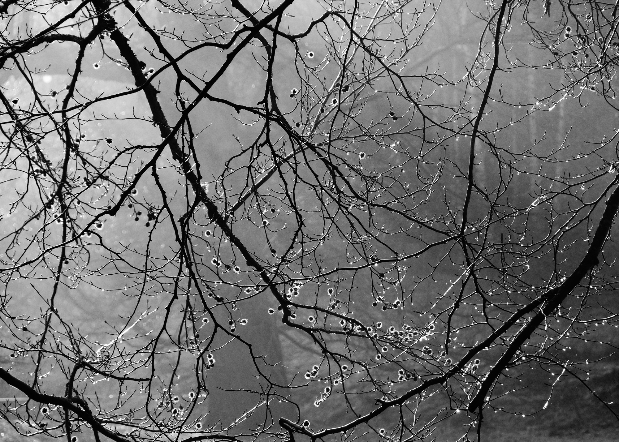 trees-bw_3085-for-web.jpg