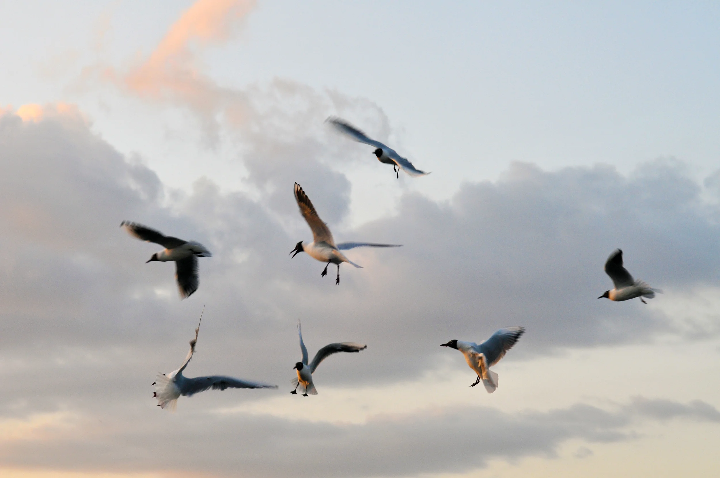 Birds_3606-for-web.jpg