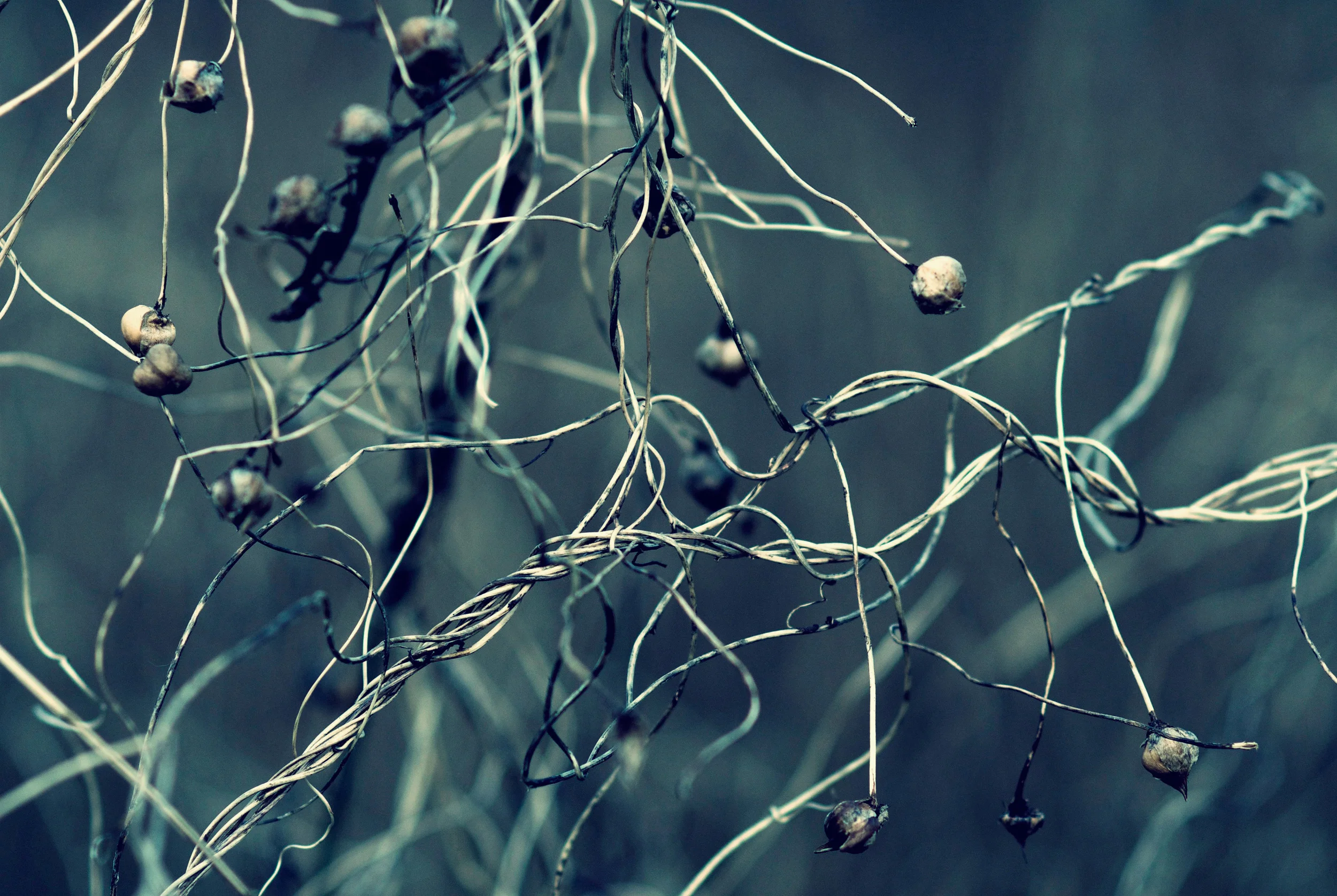 dead-plant-pods-5041-for-web.jpg