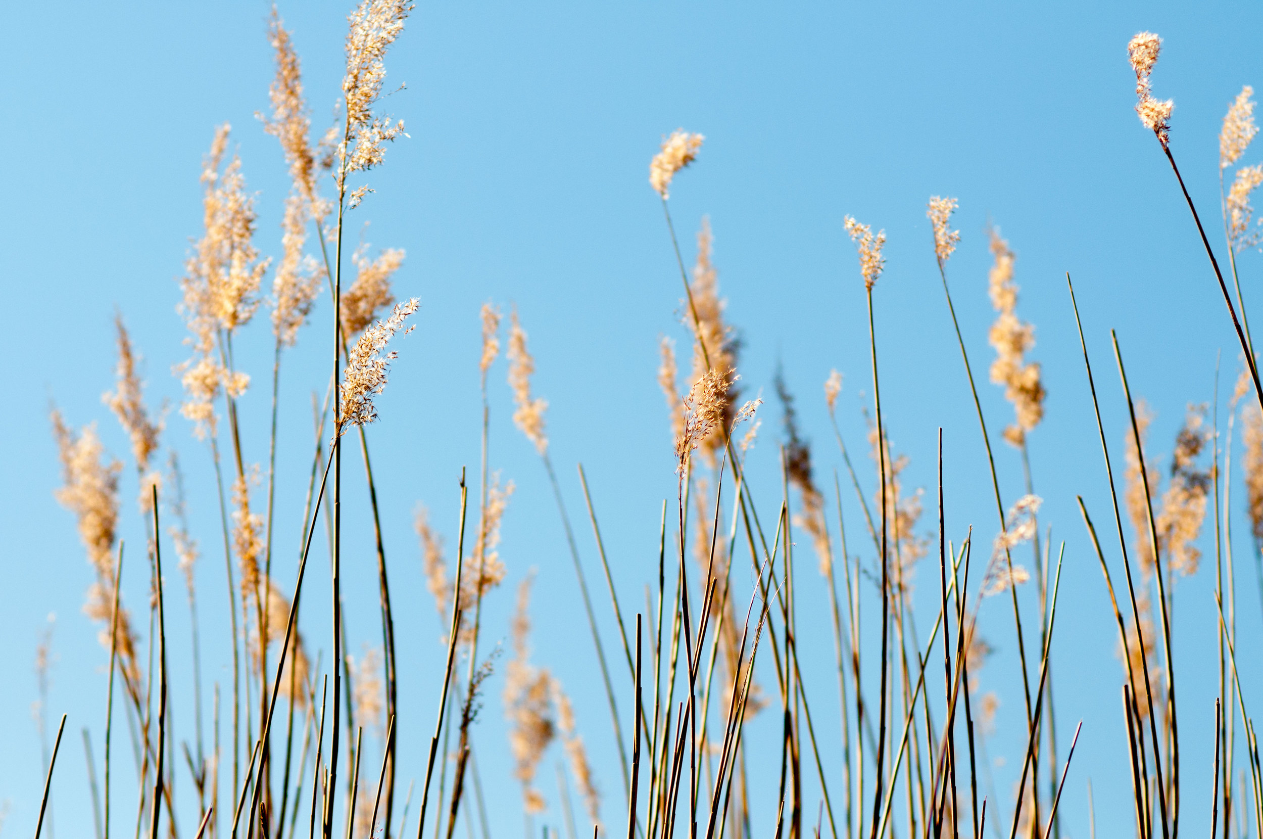 reeds-in-frensham-ponds.jpg