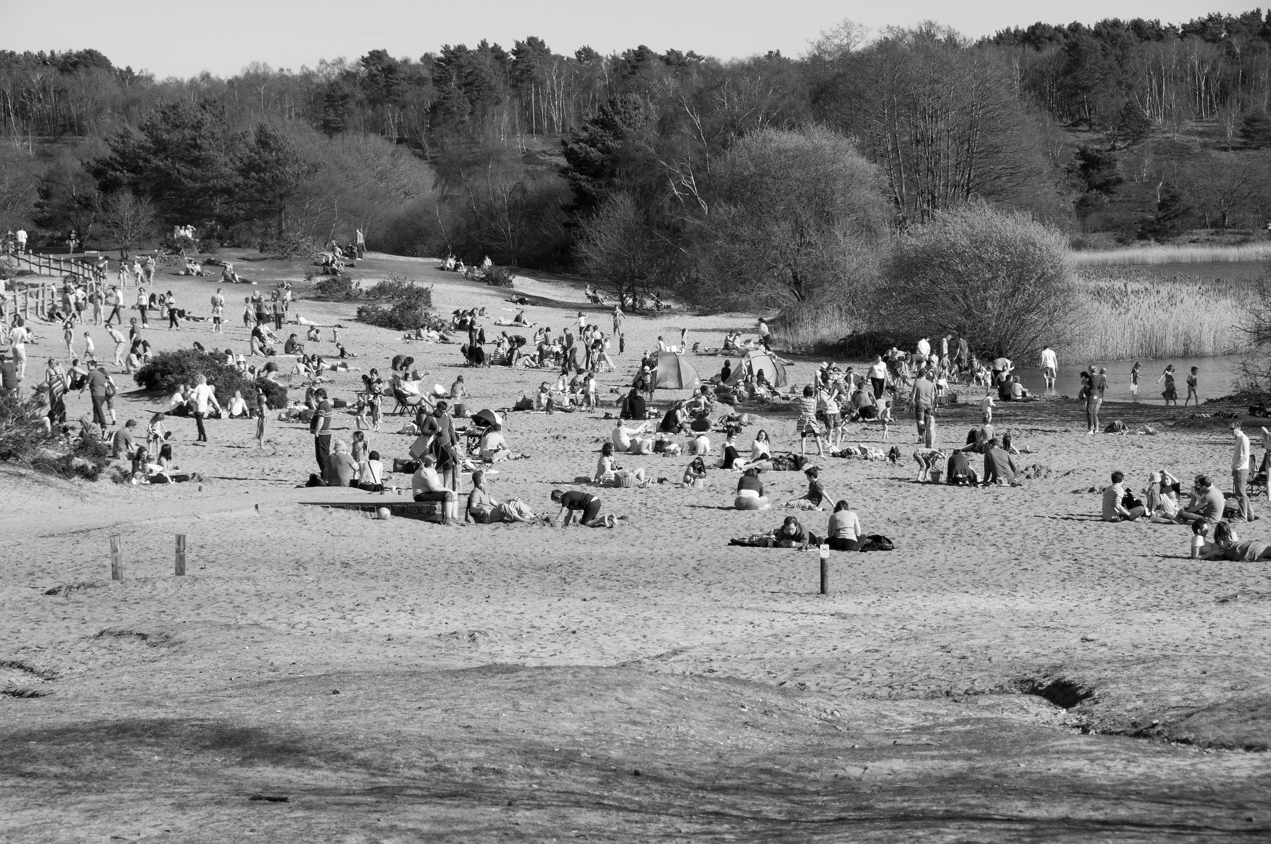 Frensham-Ponds_beach-life.jpg