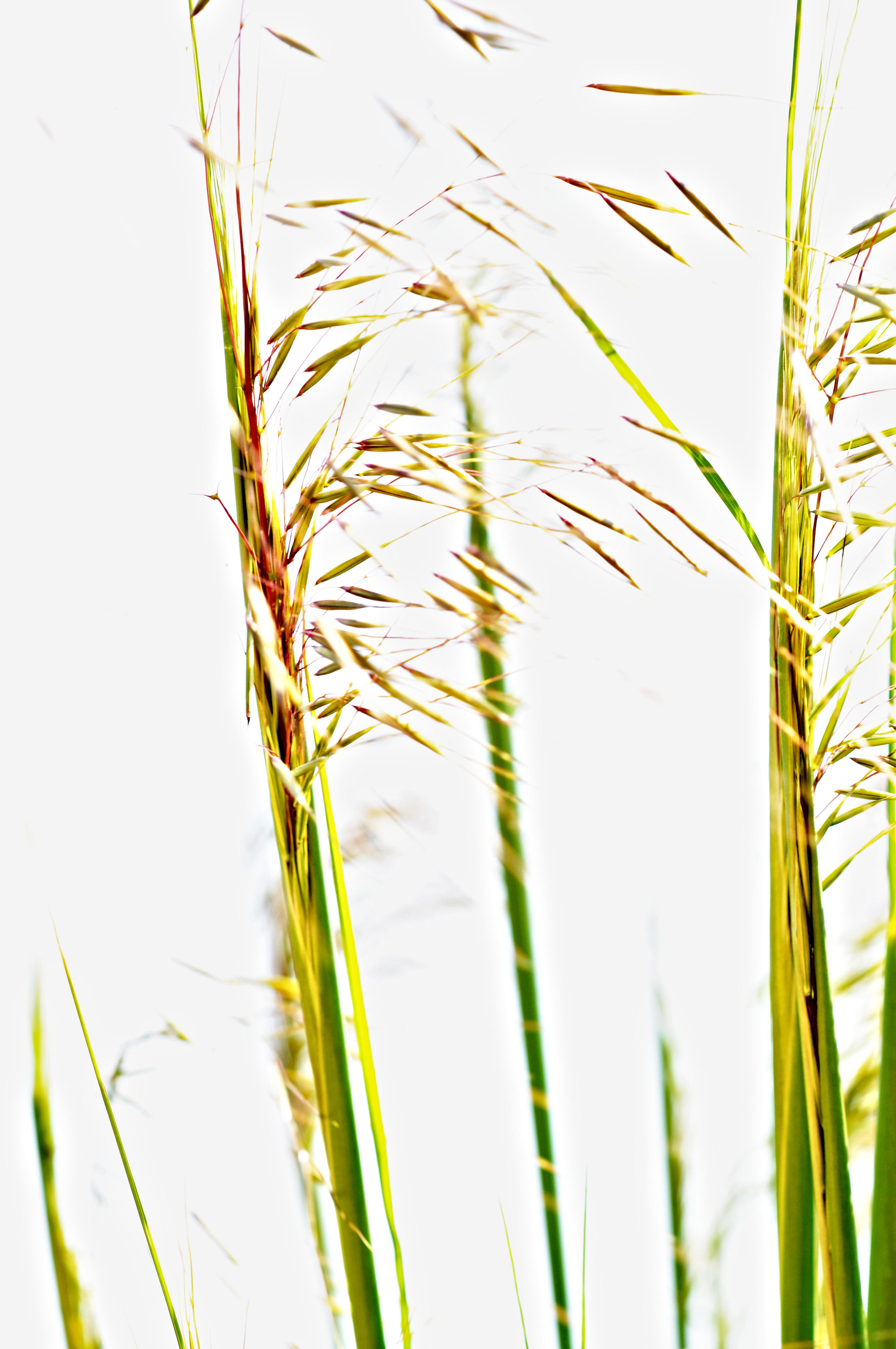 grasses.jpg