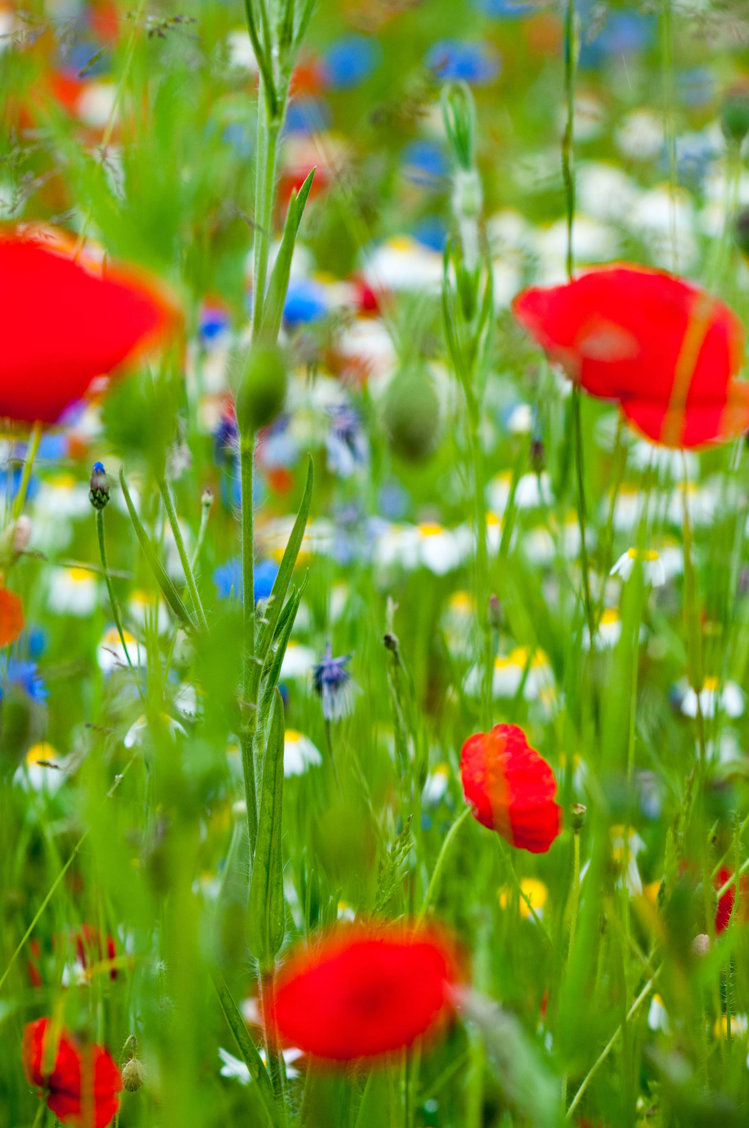Poppies.jpg
