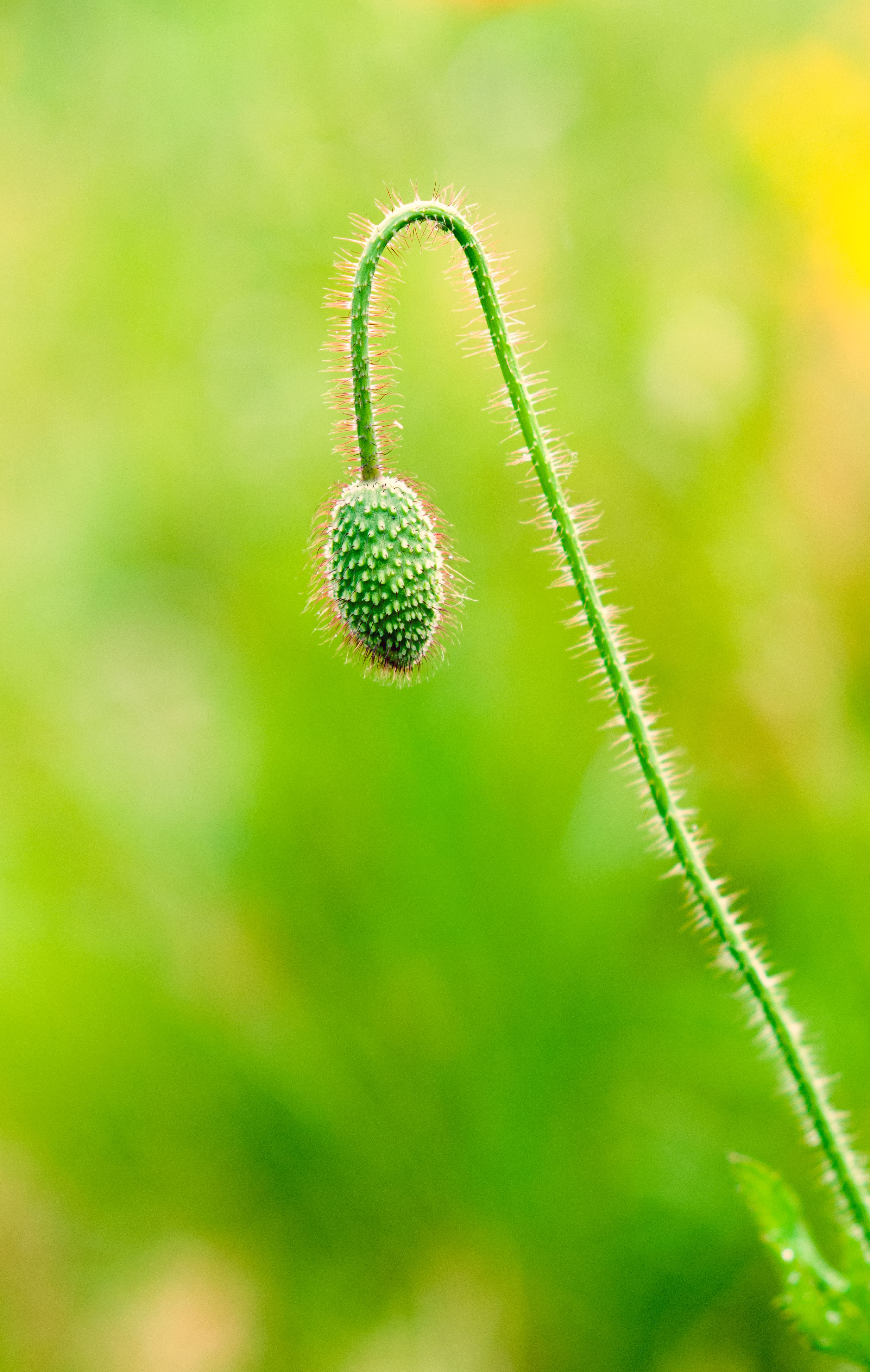 Poppy-head.jpg