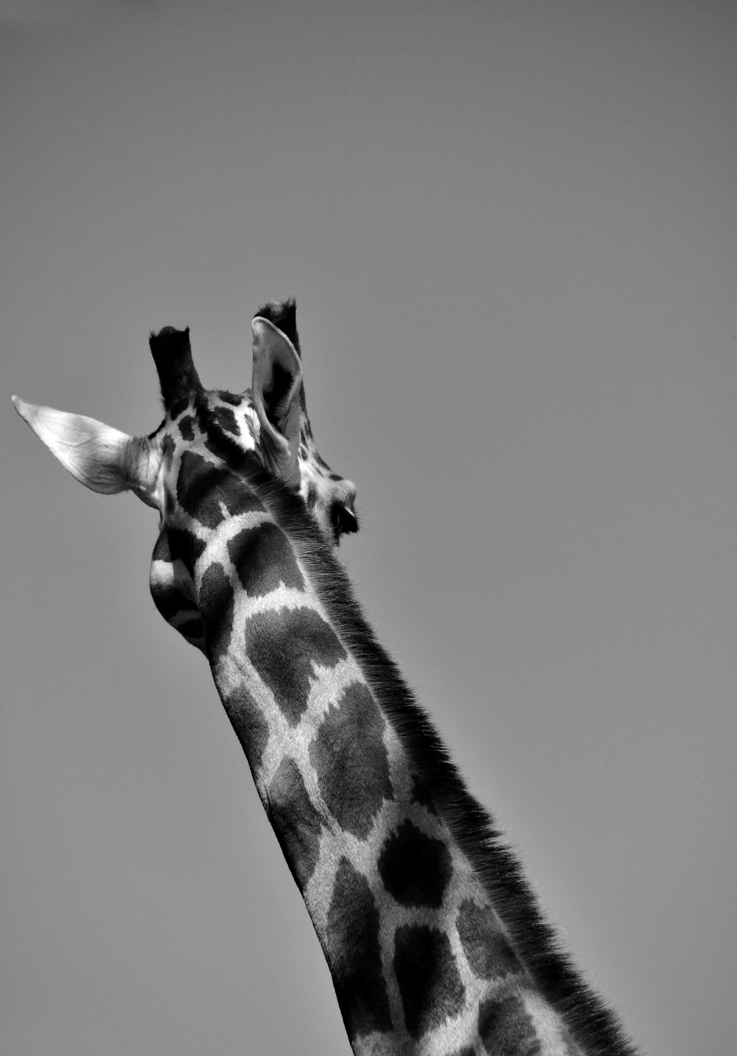 Giraffe-1679-bw-insta.jpg