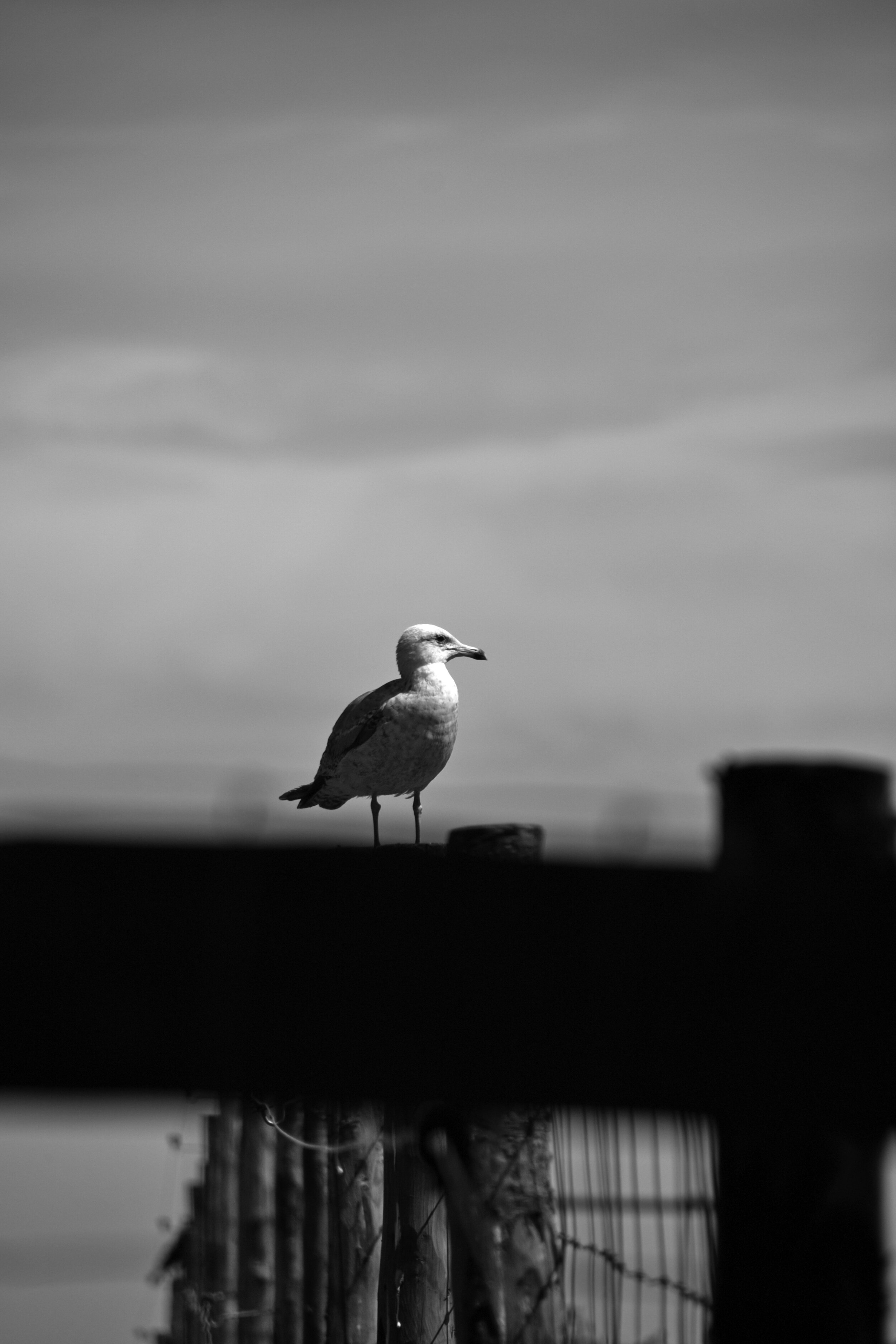 Sea Gull_1654_01bw.jpg