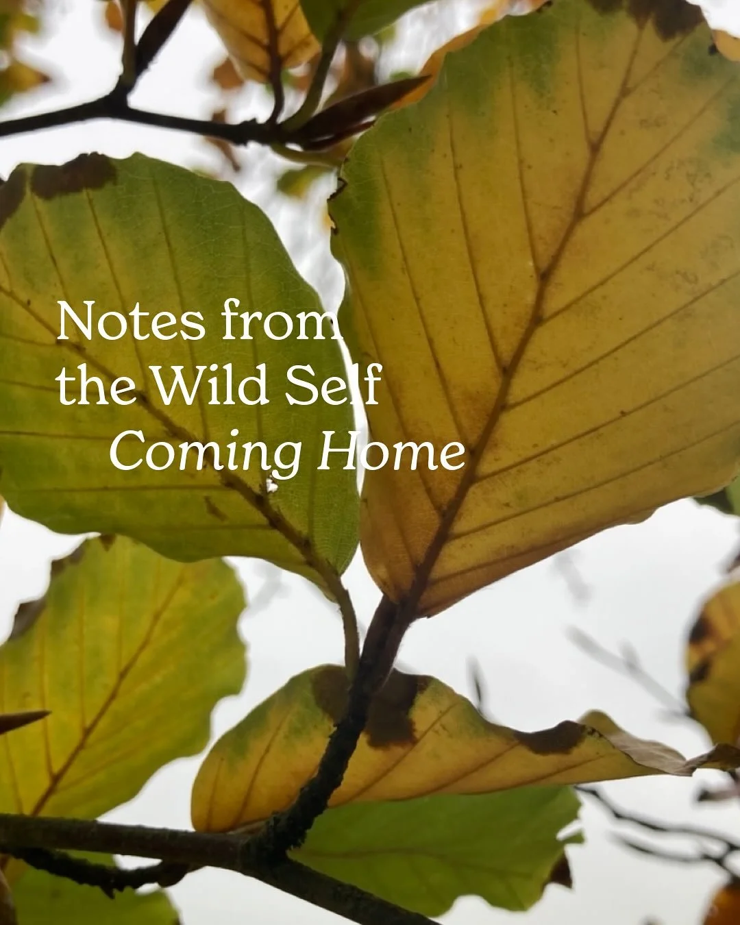 I&rsquo;ve been reflecting on what is really feels like to come to myself 🌿

It feels like a quiet centring, a shift from seeking answers outside to trusting the ones that rise gently within me. 

I&rsquo;m not easily pulled away anymore, but I noti