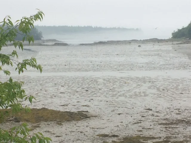 Advective fog beyond low tide mud