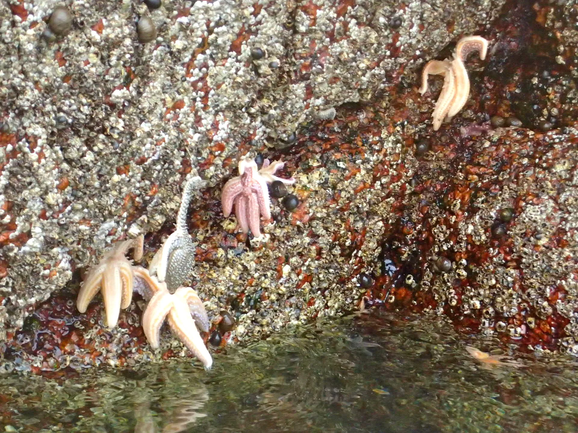 sea stars clinging to granite on harbor island, brooklin (photo by peter jones)