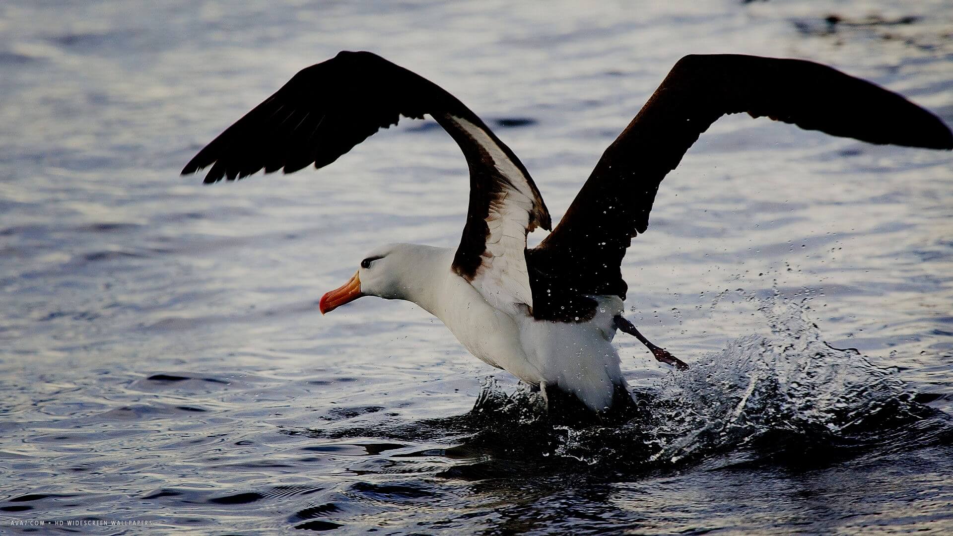 take-off albatross.jpg