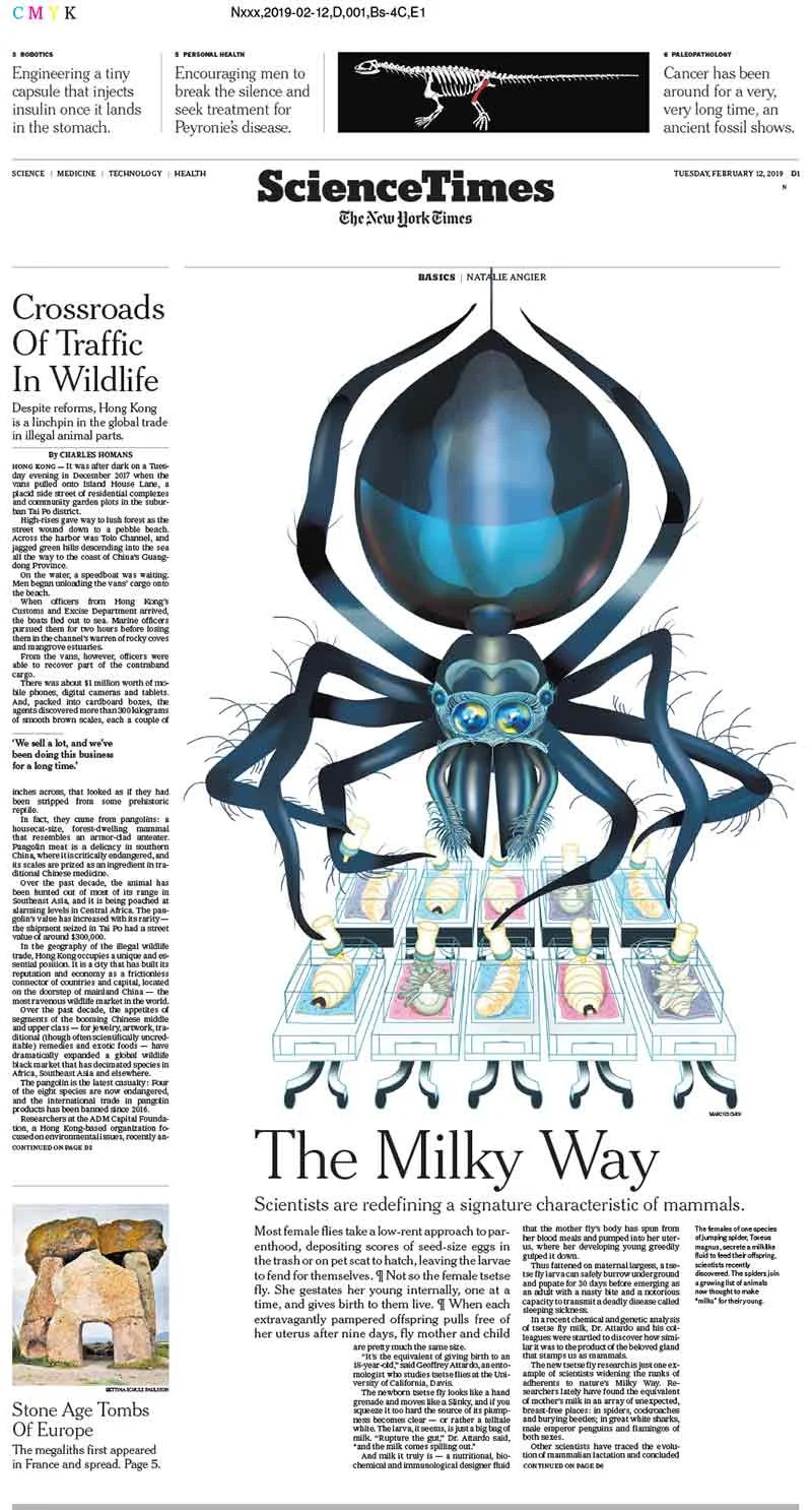 marcoschin-illos-nyt-layout2.jpg