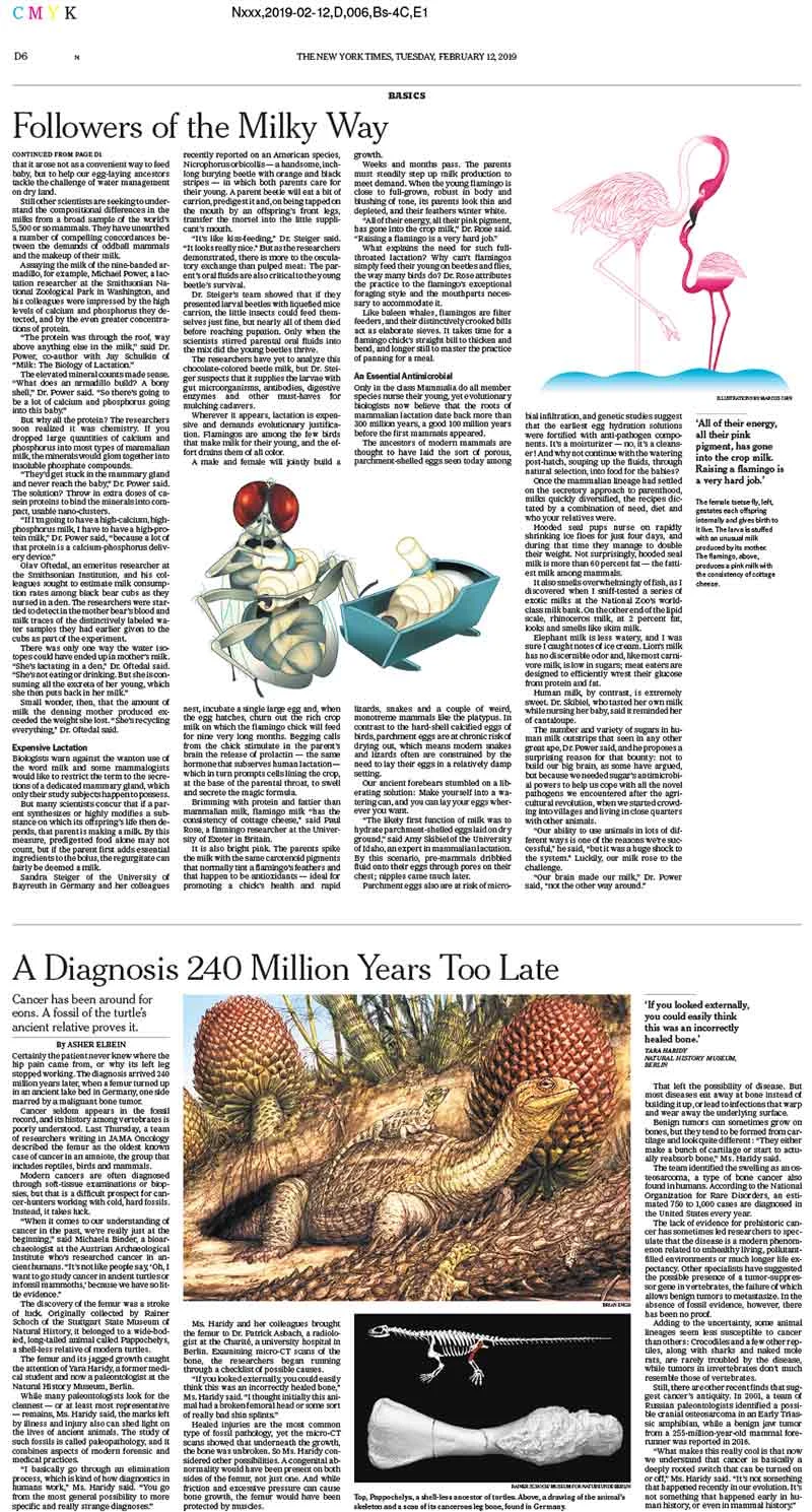 marcoschin-illos-nyt-layout1.jpg