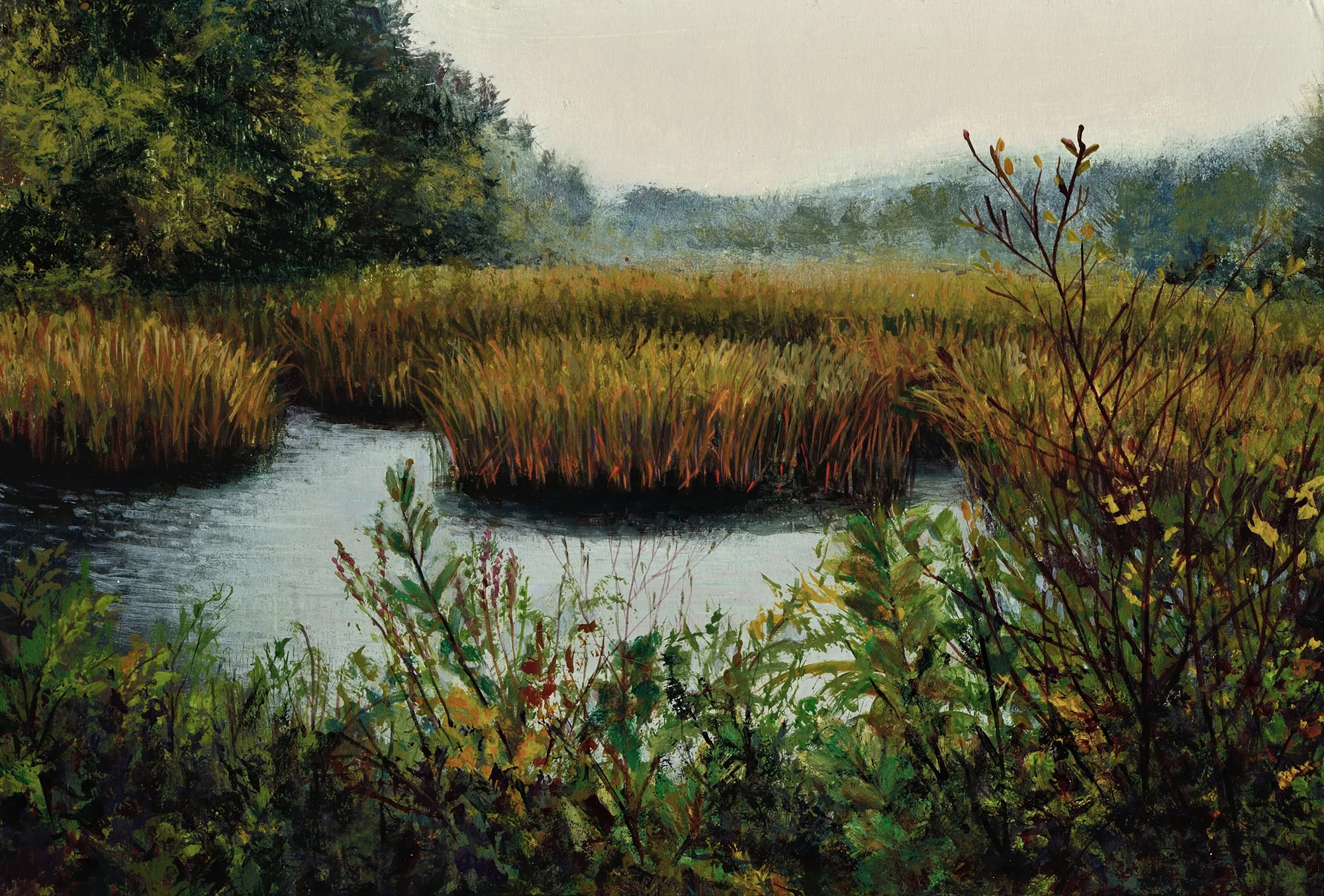 Johnson Swamp in Rain
