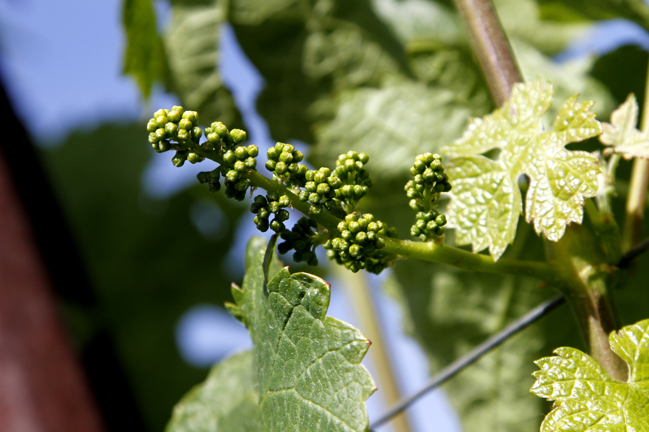 Is it wine yet?