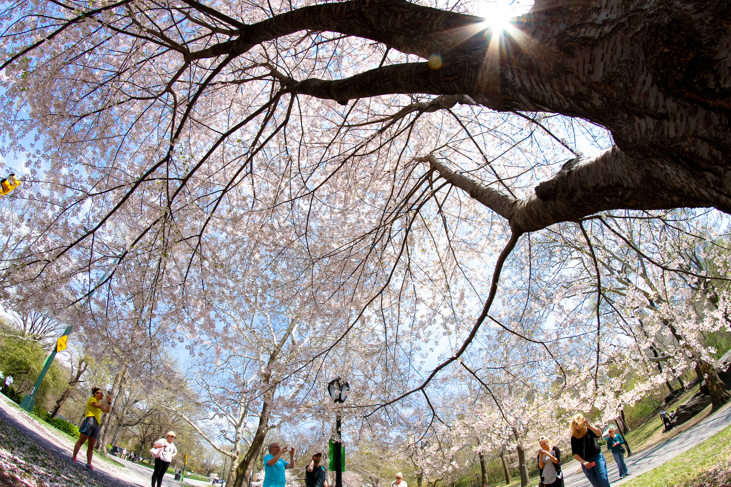 I'm not the only one who noticed Spring in Central Park .