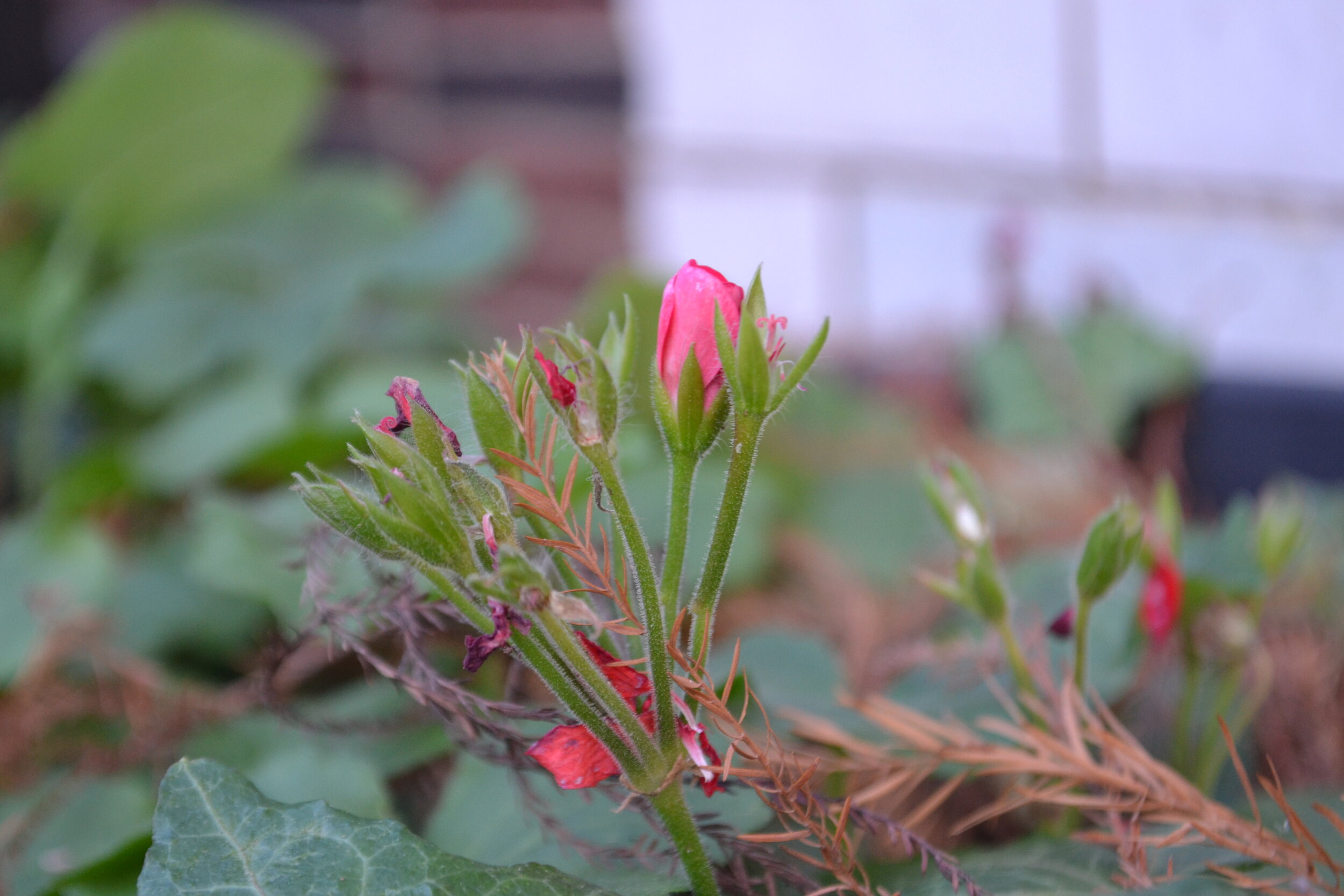 Beautiful pink flower (Malaysia 1).jpg