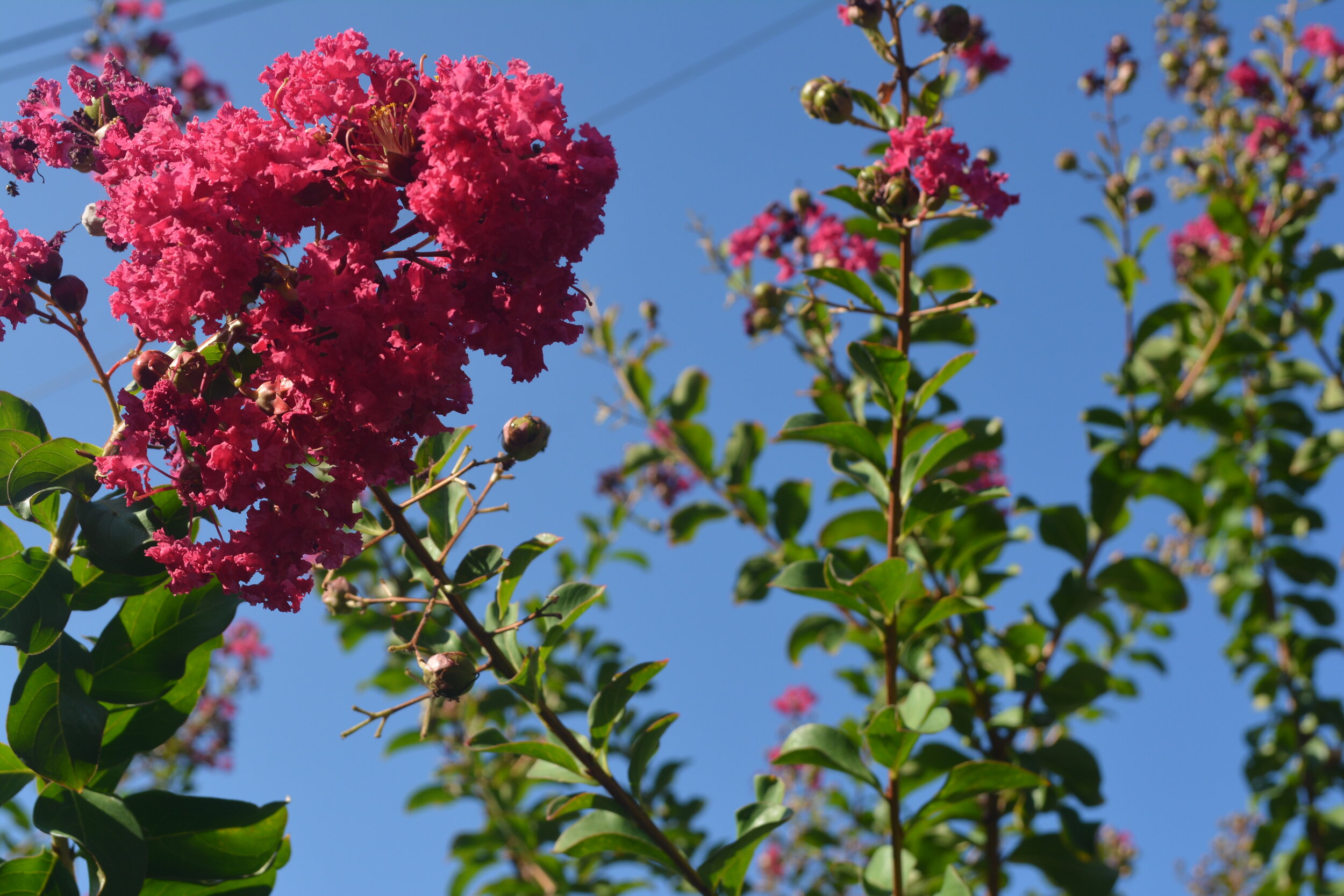 Pink Flowers ( Kirastin 2).JPG