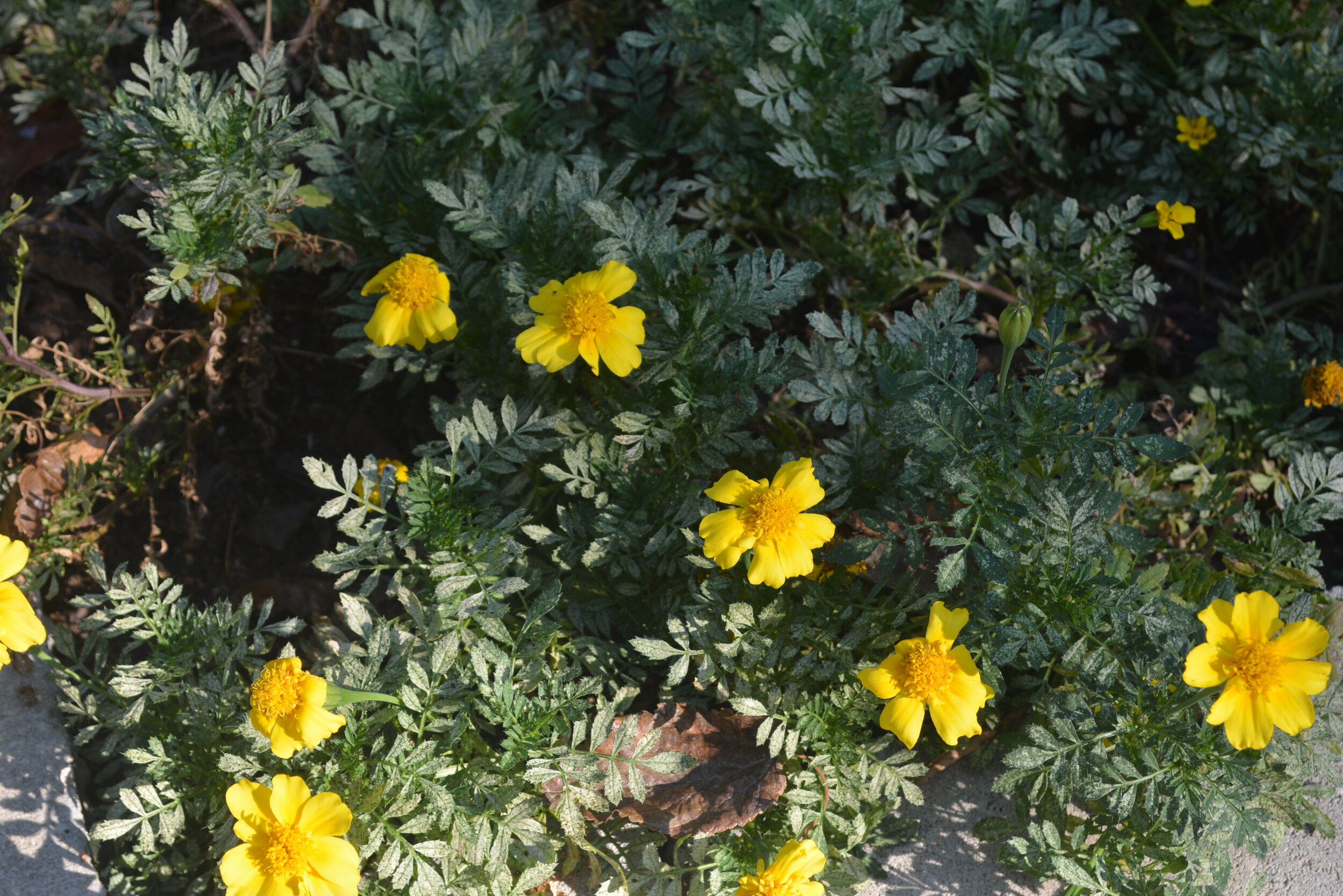 Yellow Flowers ( Kirastin 3).JPG