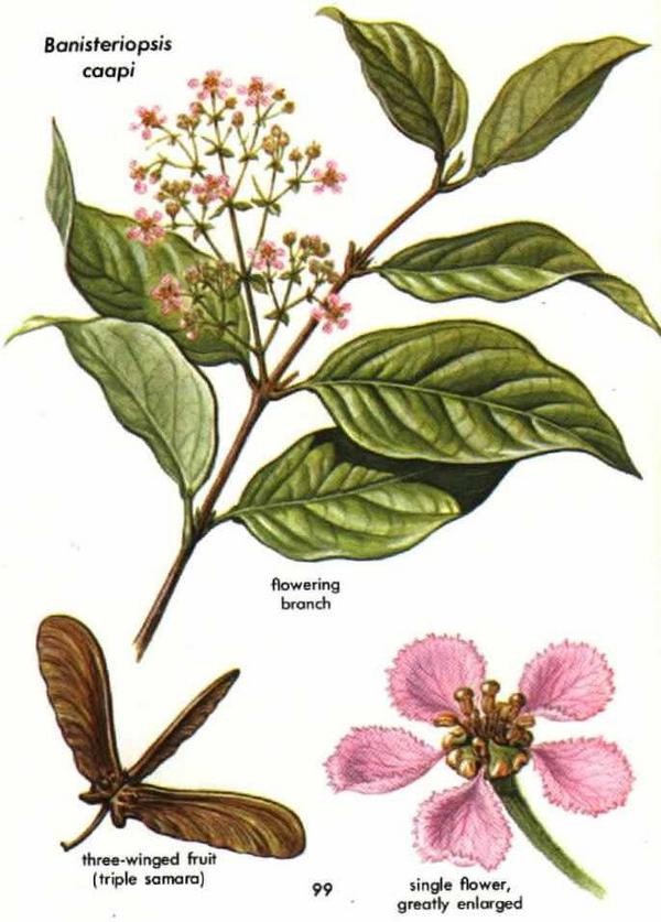 Banisteriopsis caapi