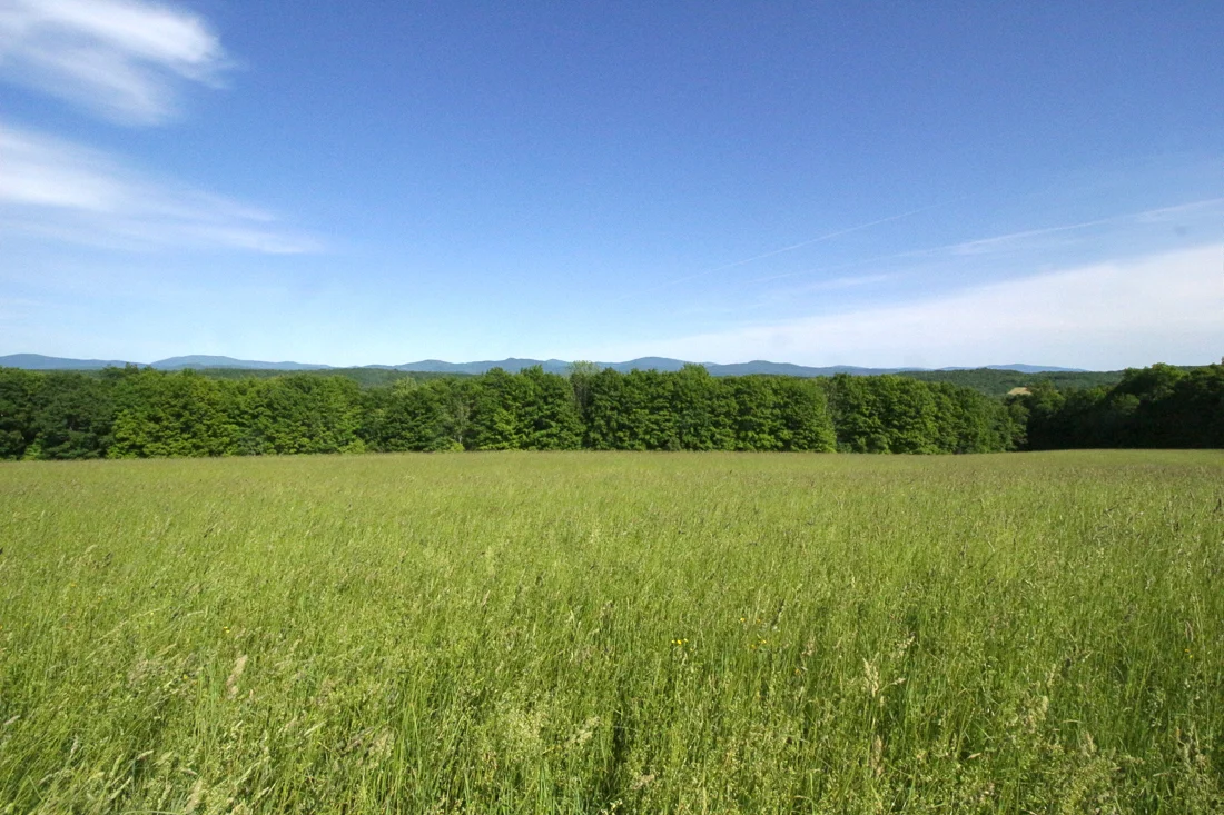 field 1.jpg