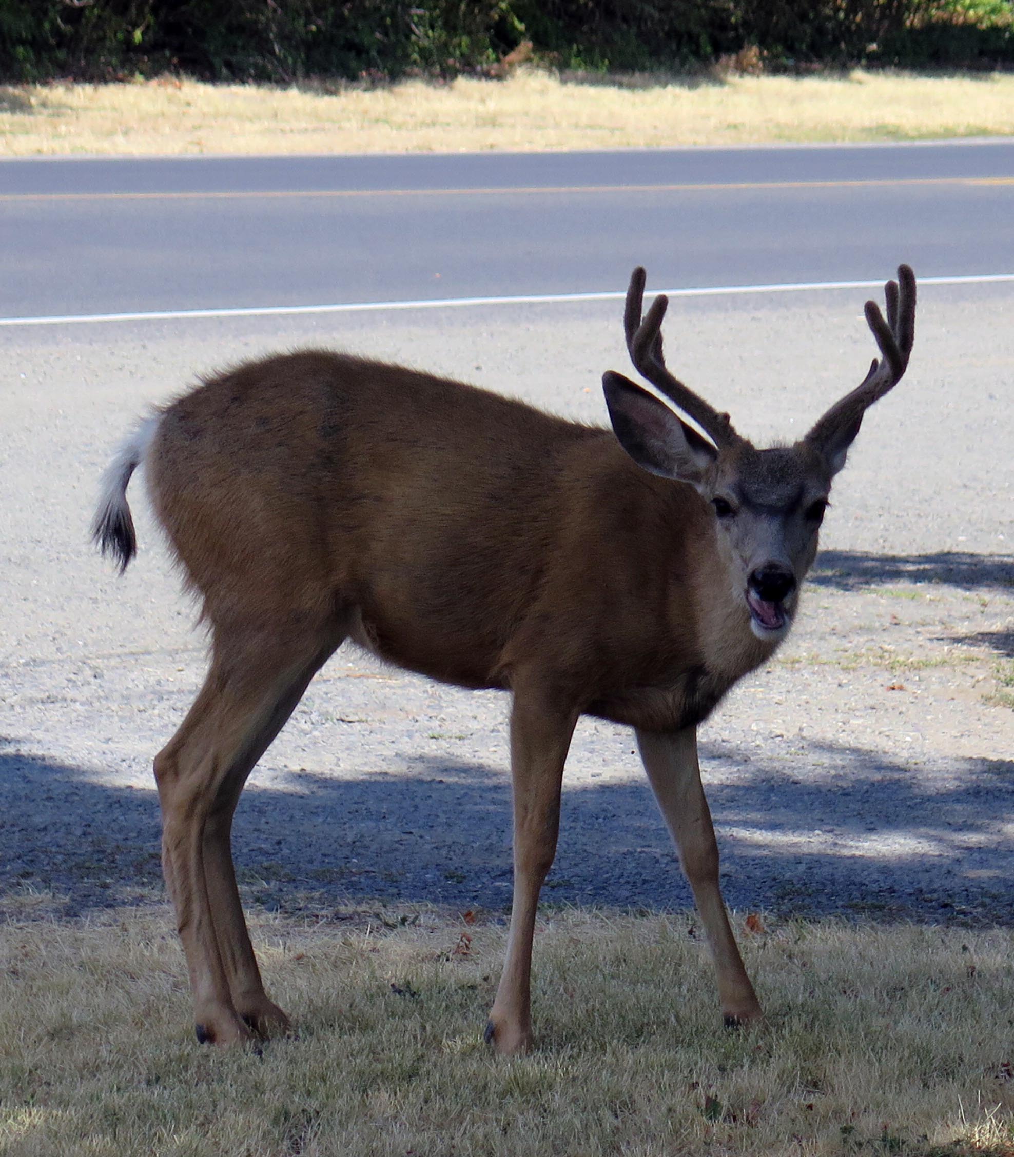 Deer.jpg