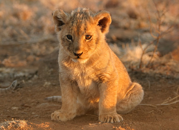 South Africa