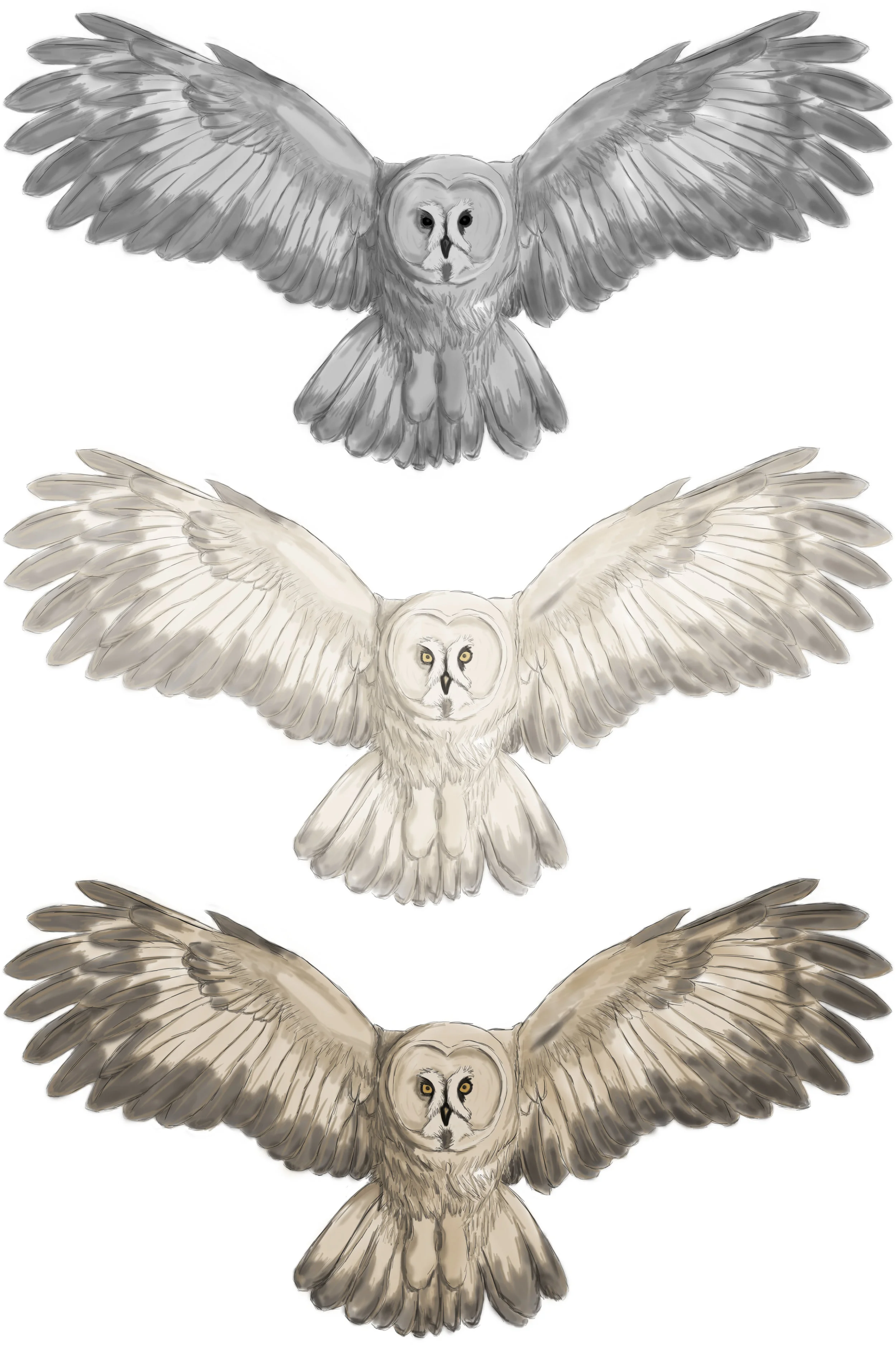 owls.jpg