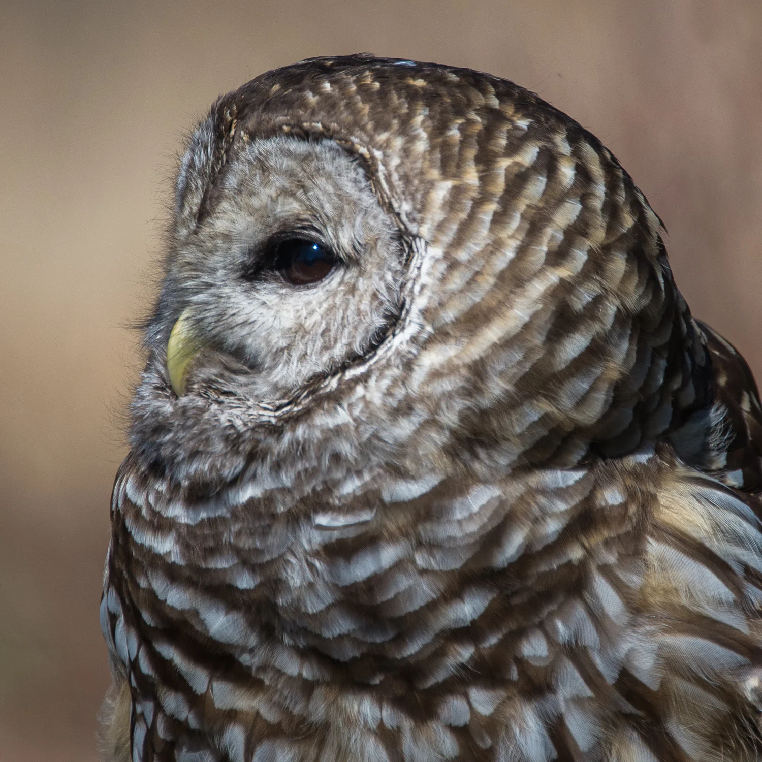 Raptors2014-0048.jpg