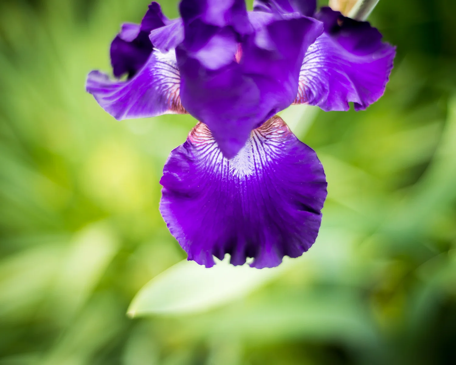 PurpleIris-4336.jpg