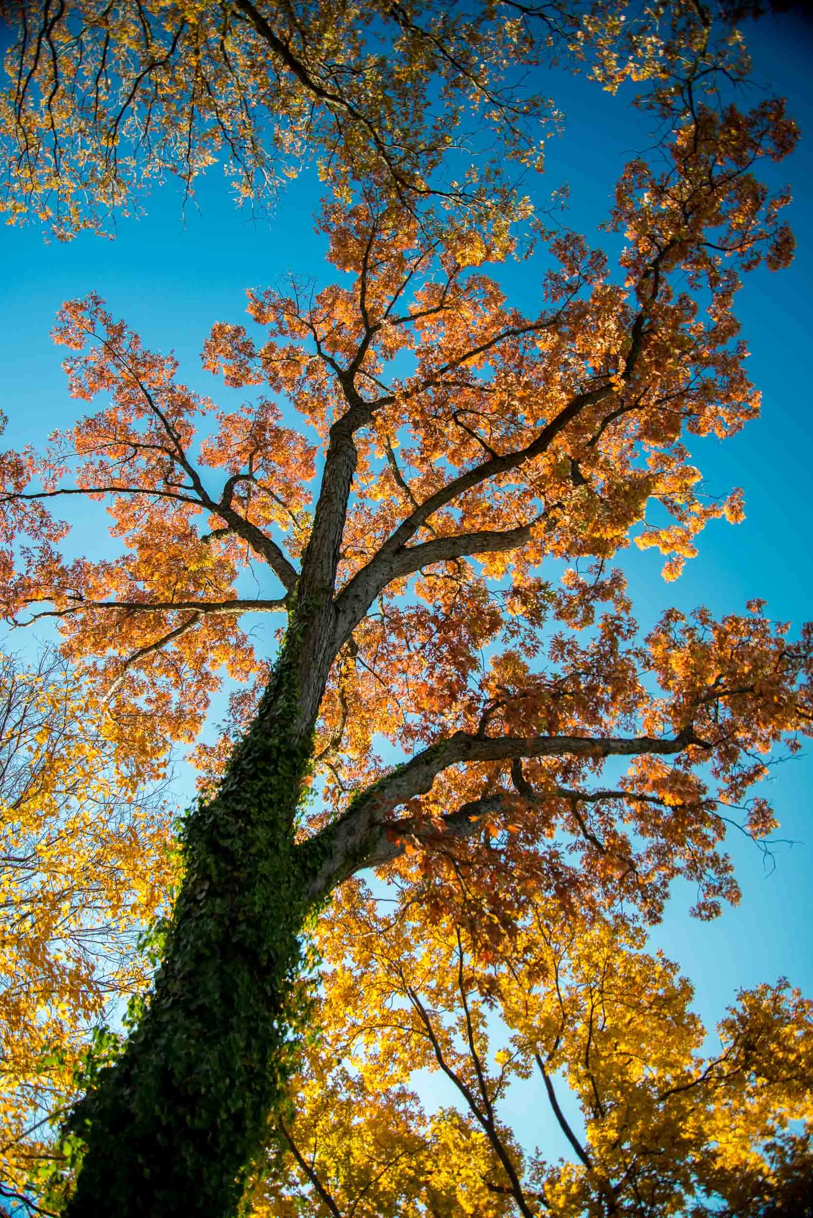 GreenwoodGardensFall-1602.jpg