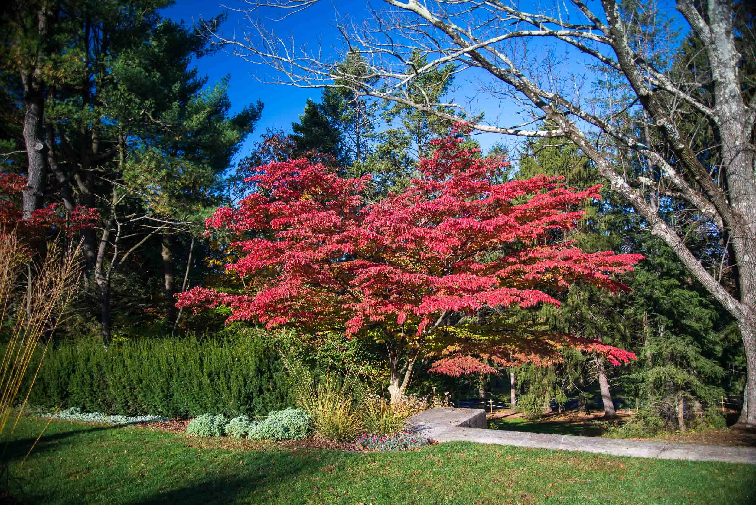 GreenwoodGardensFall-1713.jpg
