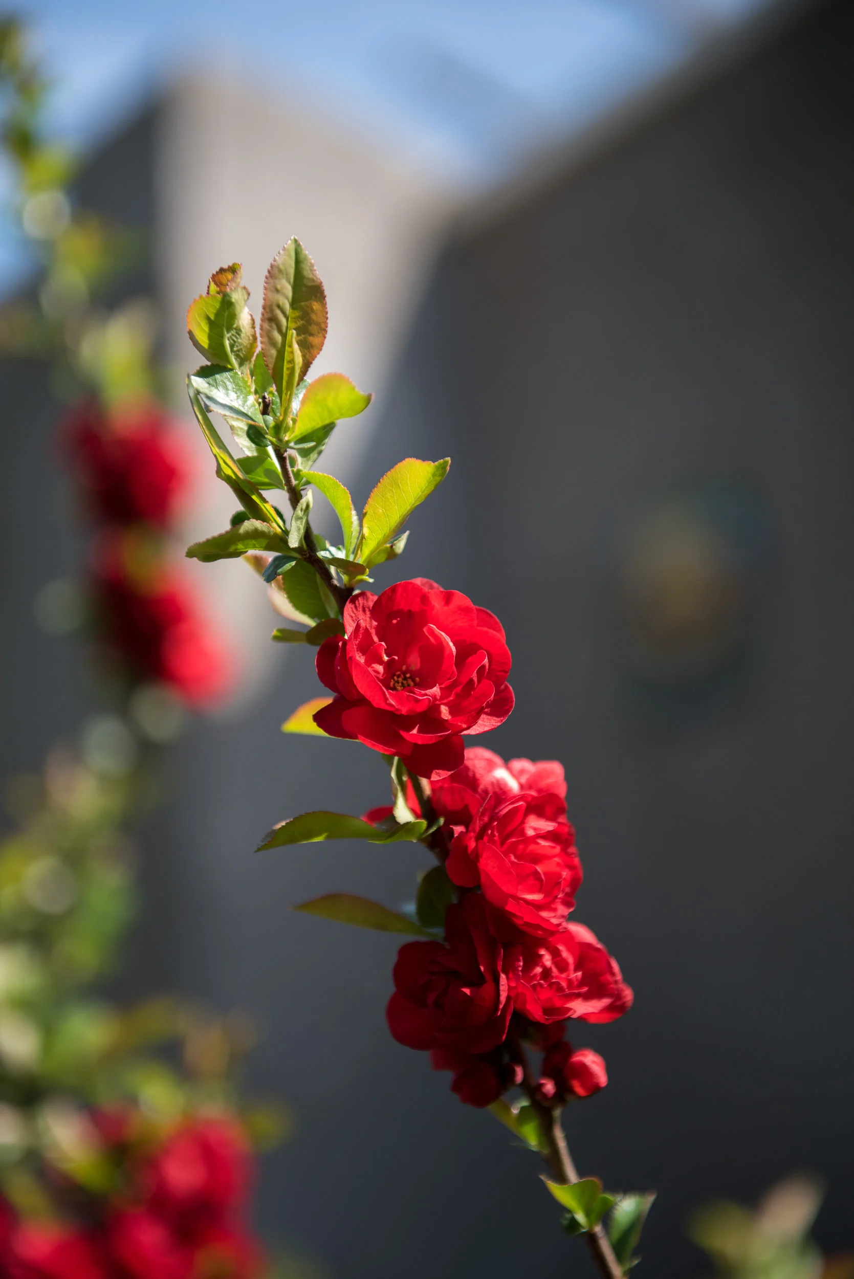 GreenwoodGardensSpring2015-6282.jpg