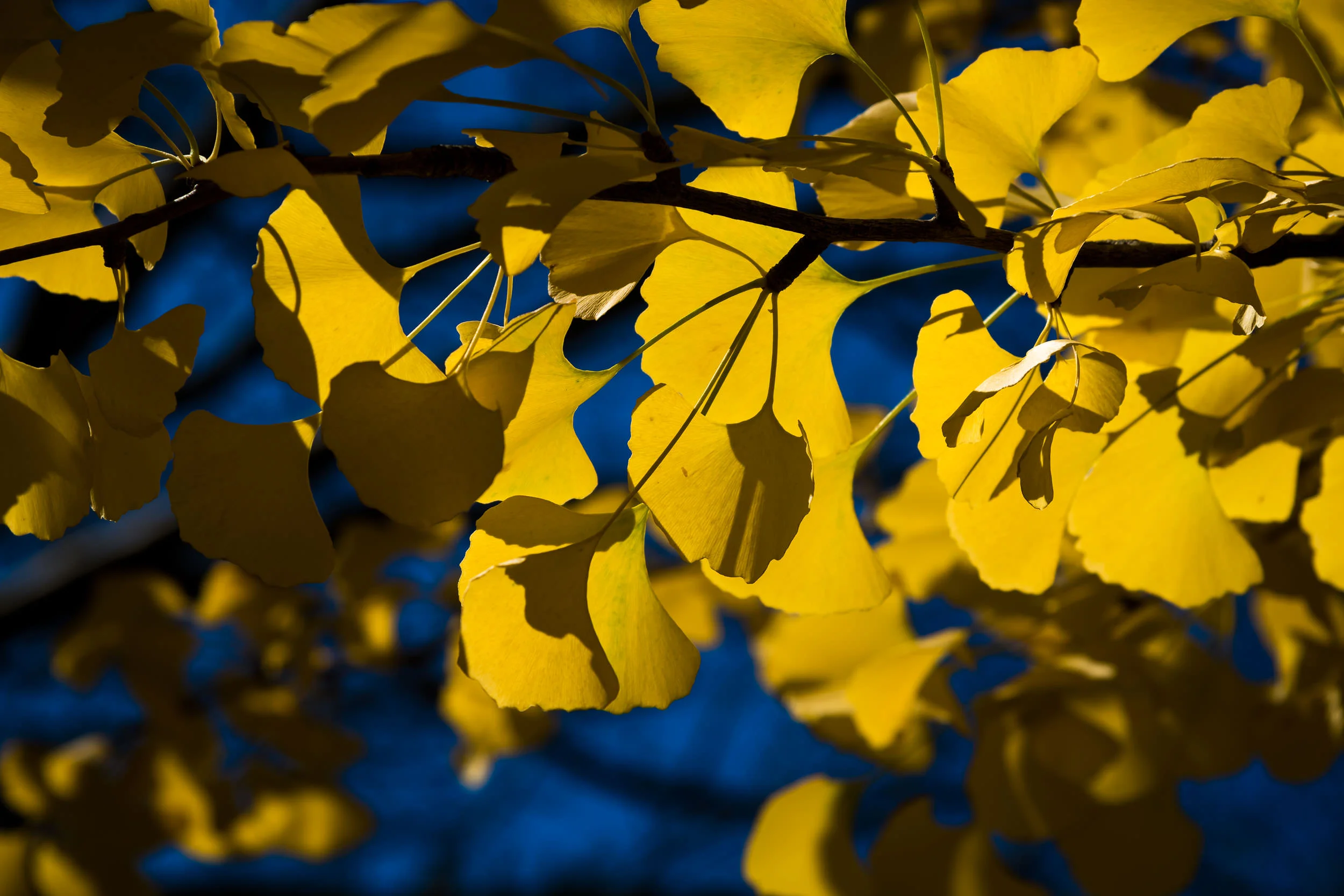 LAVFamily2015-5430.jpg